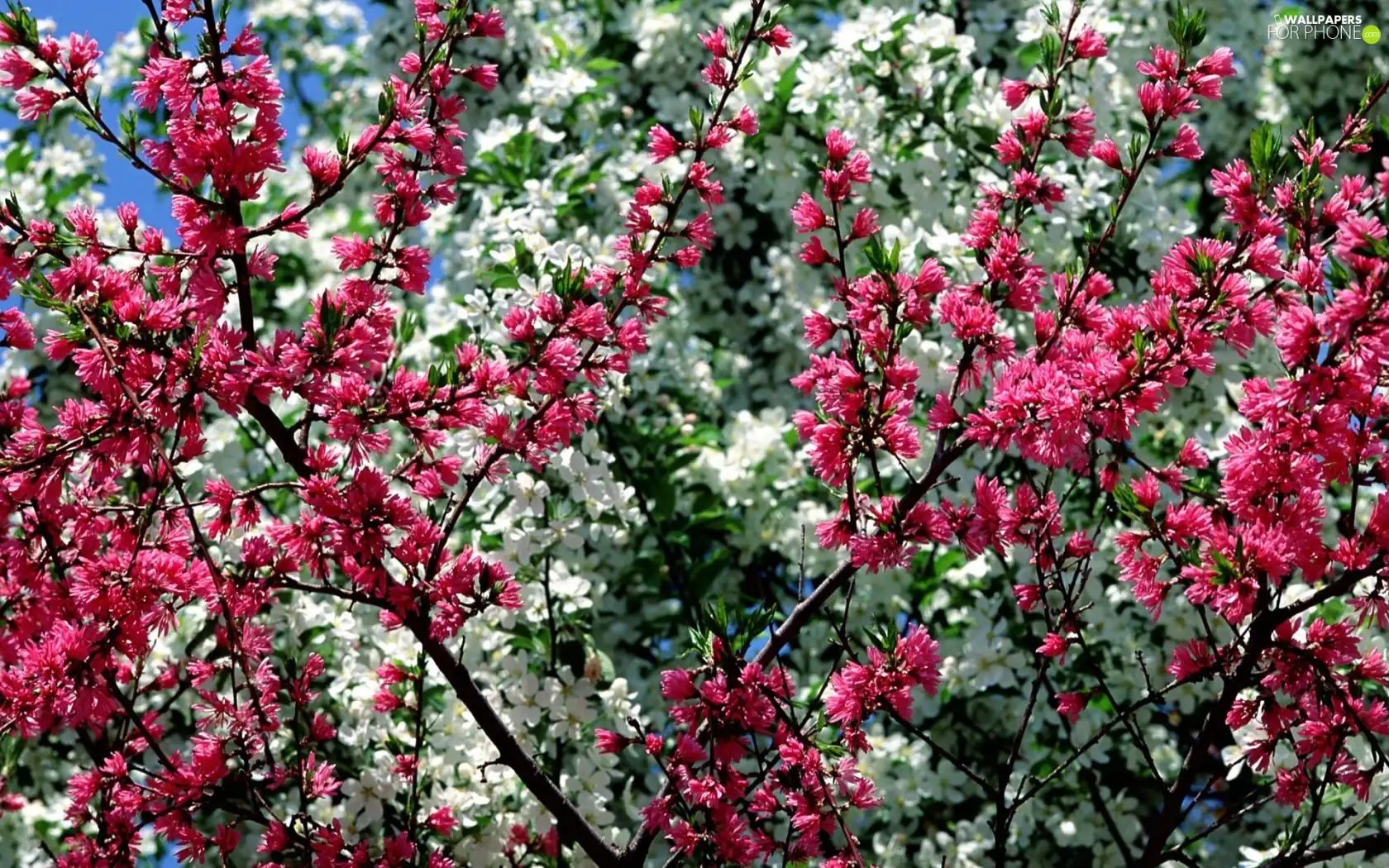Spring, trees, viewes, flourishing