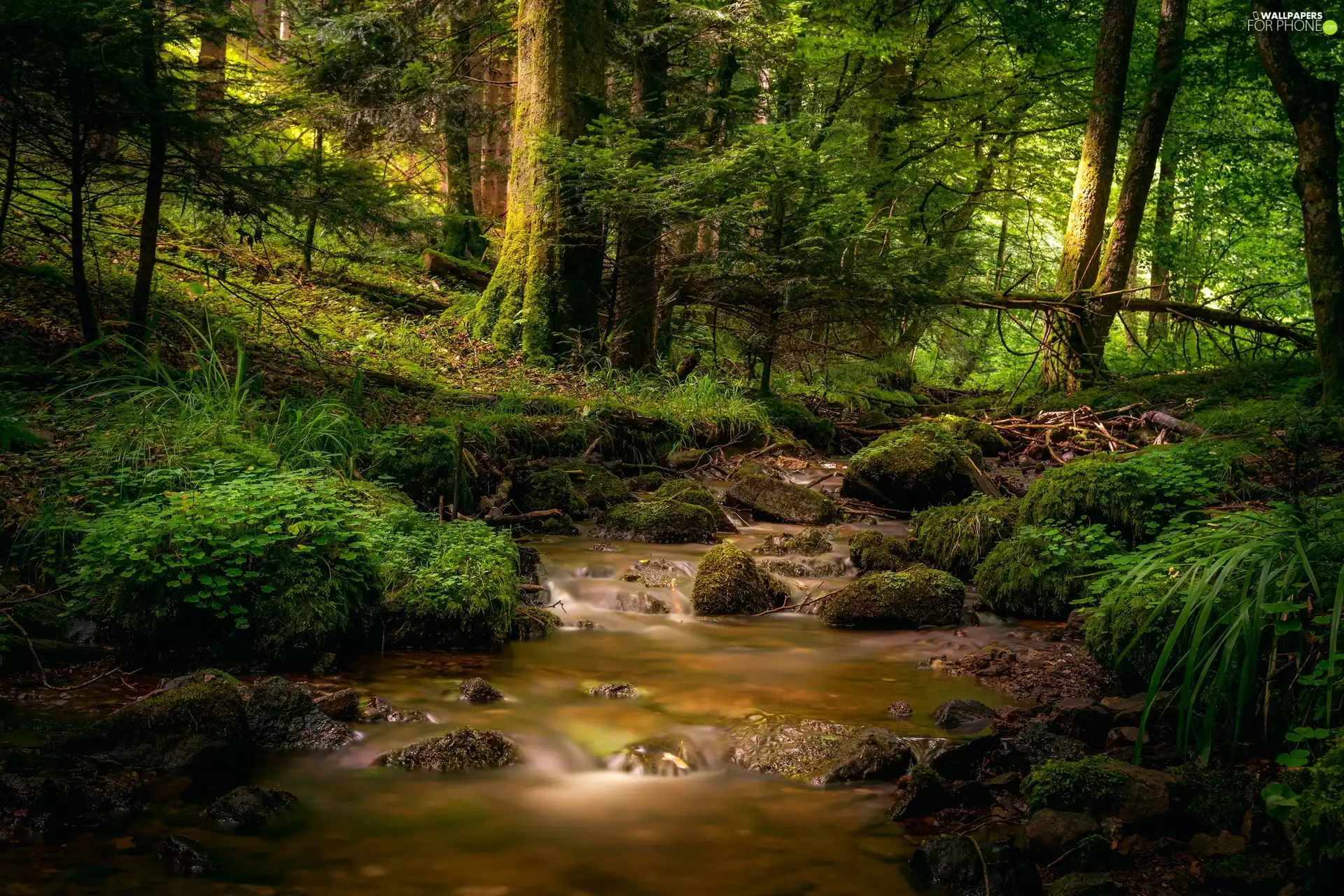River, trees, Stones, viewes, forest, mossy, VEGETATION