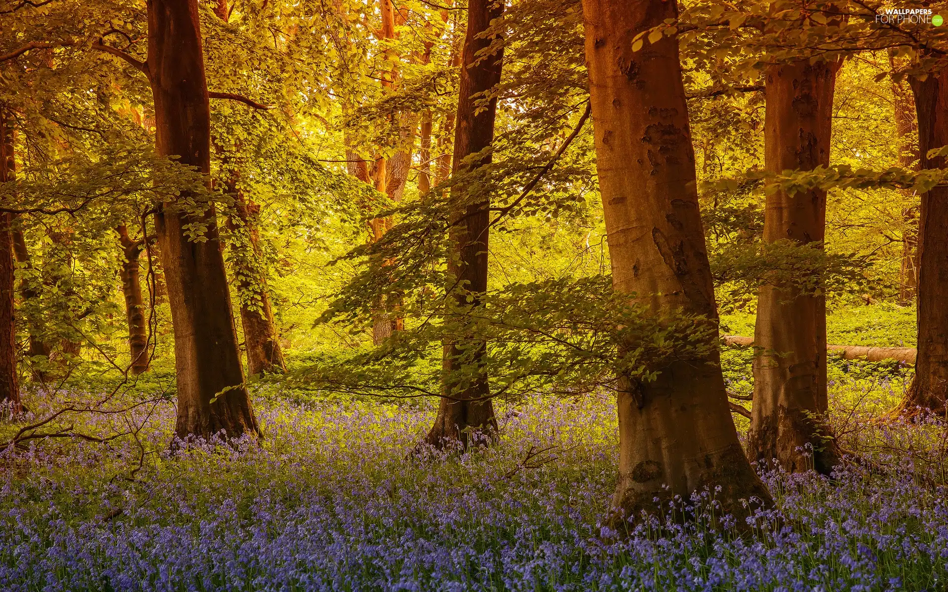 trees, forest, viewes, Przebijające, luminosity, Flowers, sun, flash, ligh