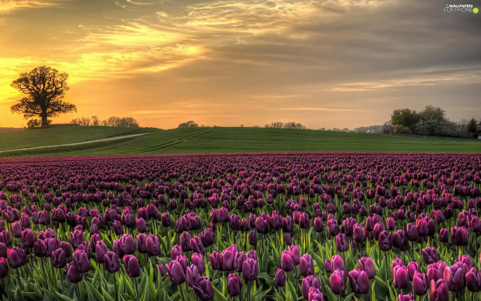 trees, Tulip, east, medows, Field, viewes, sun