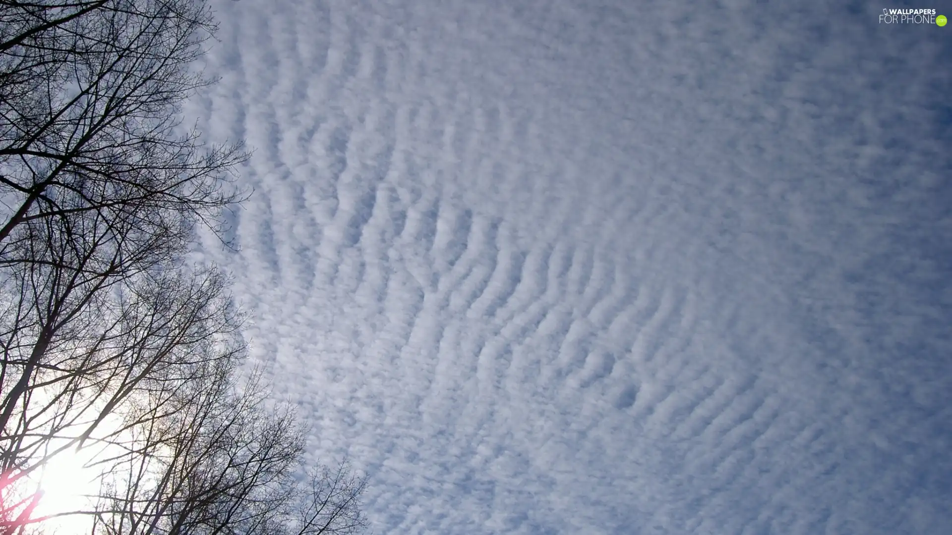 viewes, sun, clouds, trees, Sky