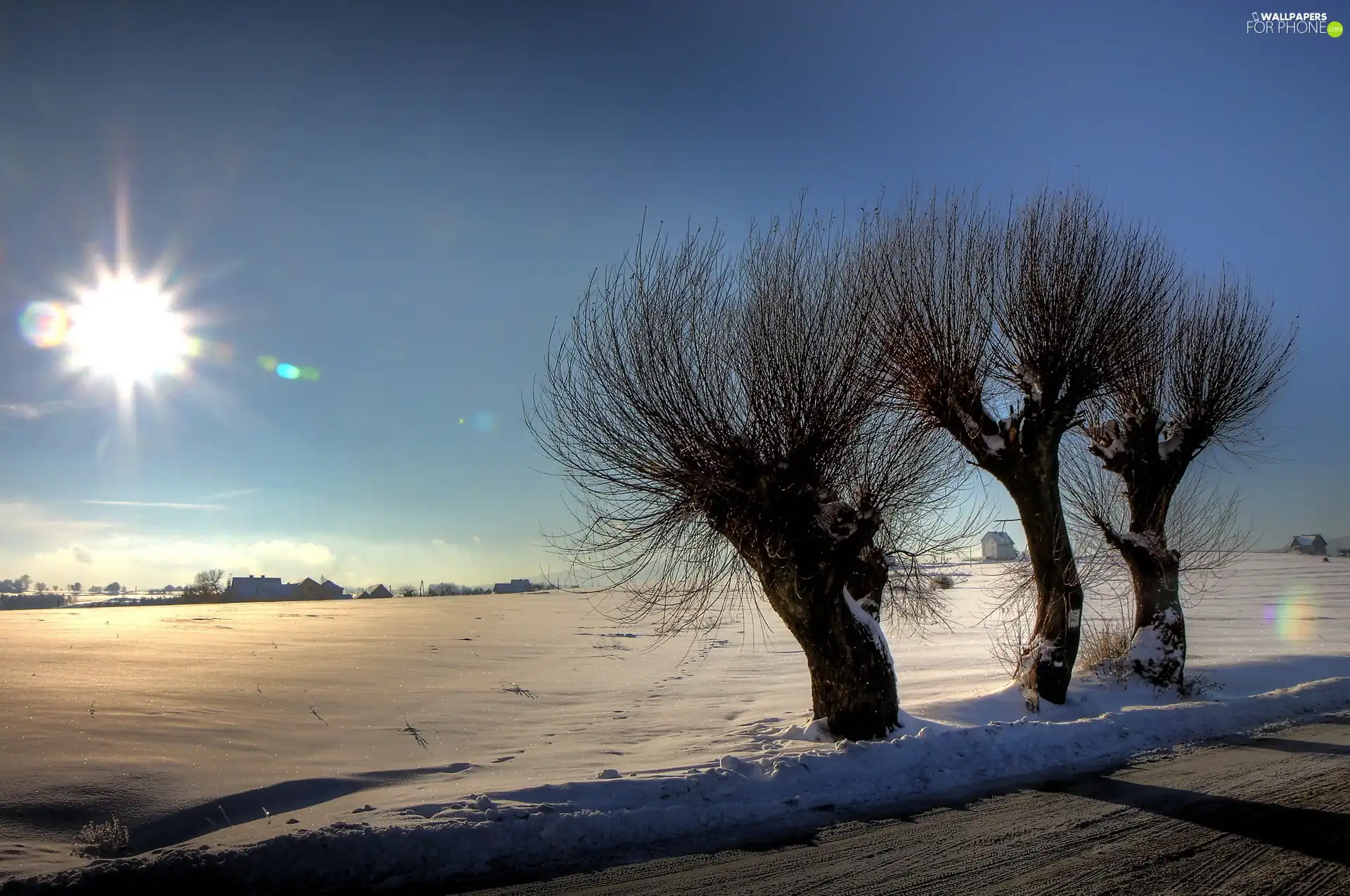 viewes, sun, Way, trees, snow