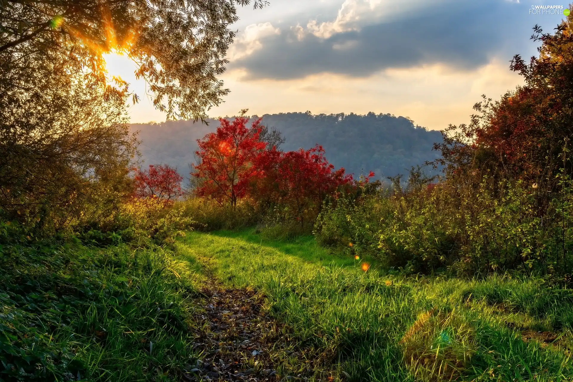 viewes, autumn, grass, rays of the Sun, Bush, trees