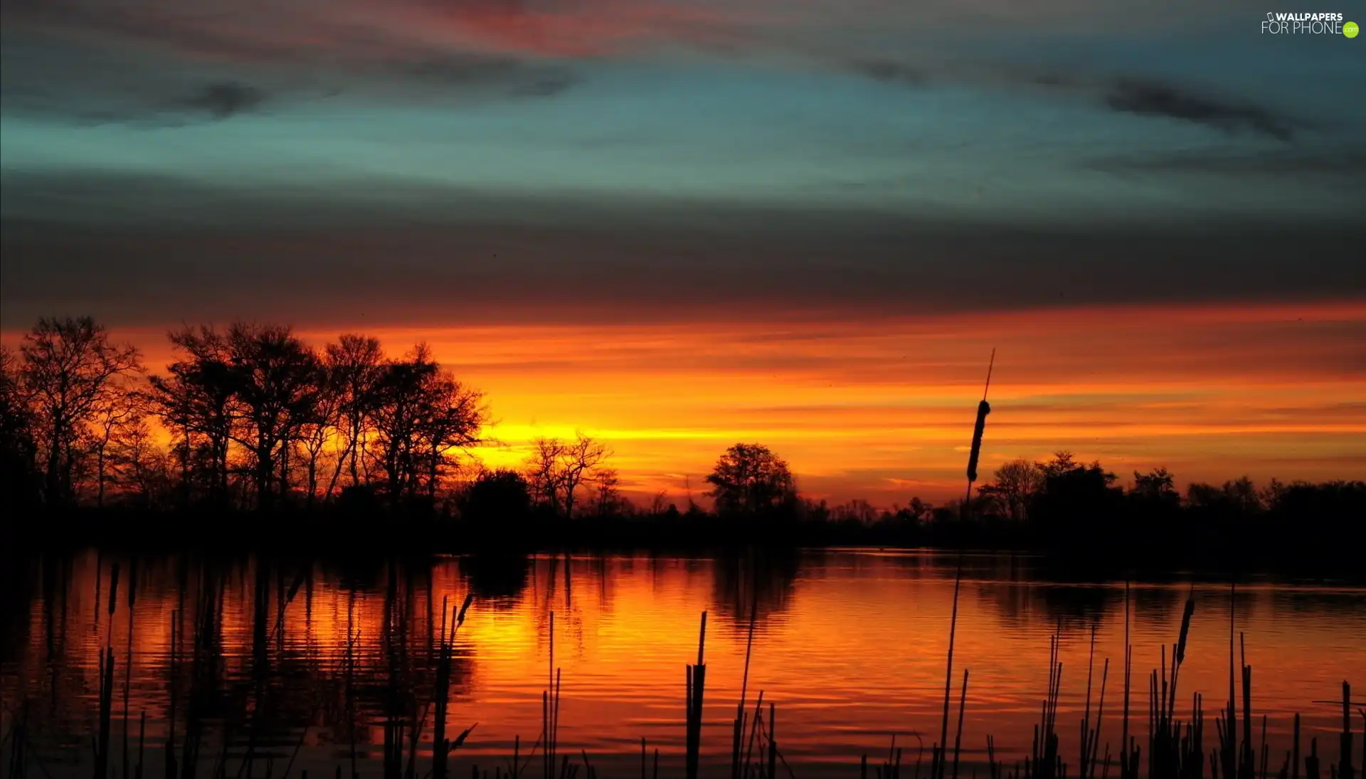 viewes, Great Sunsets, rushes, trees, lake