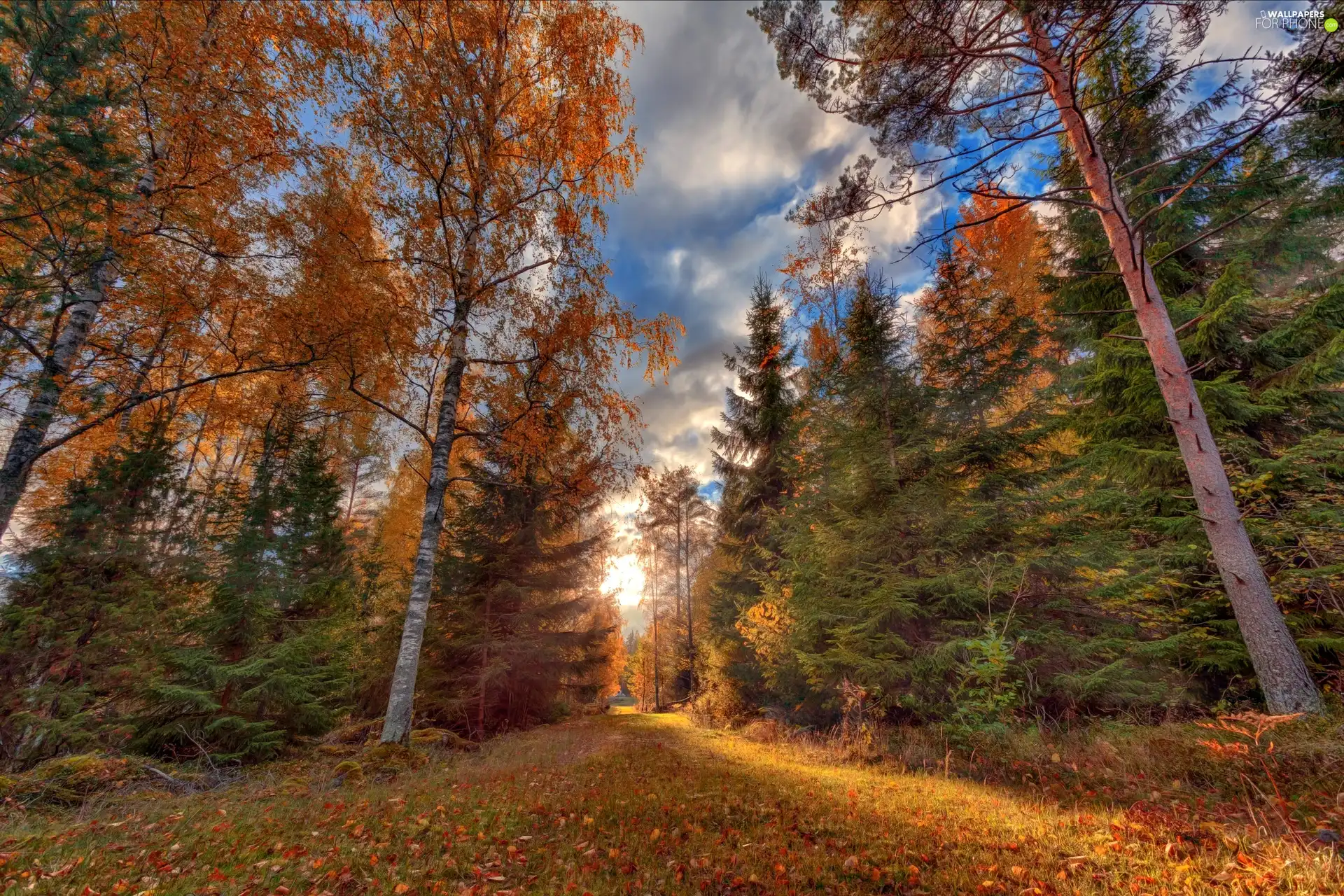 viewes, forest, Sky, autumn, car in the meadow, trees