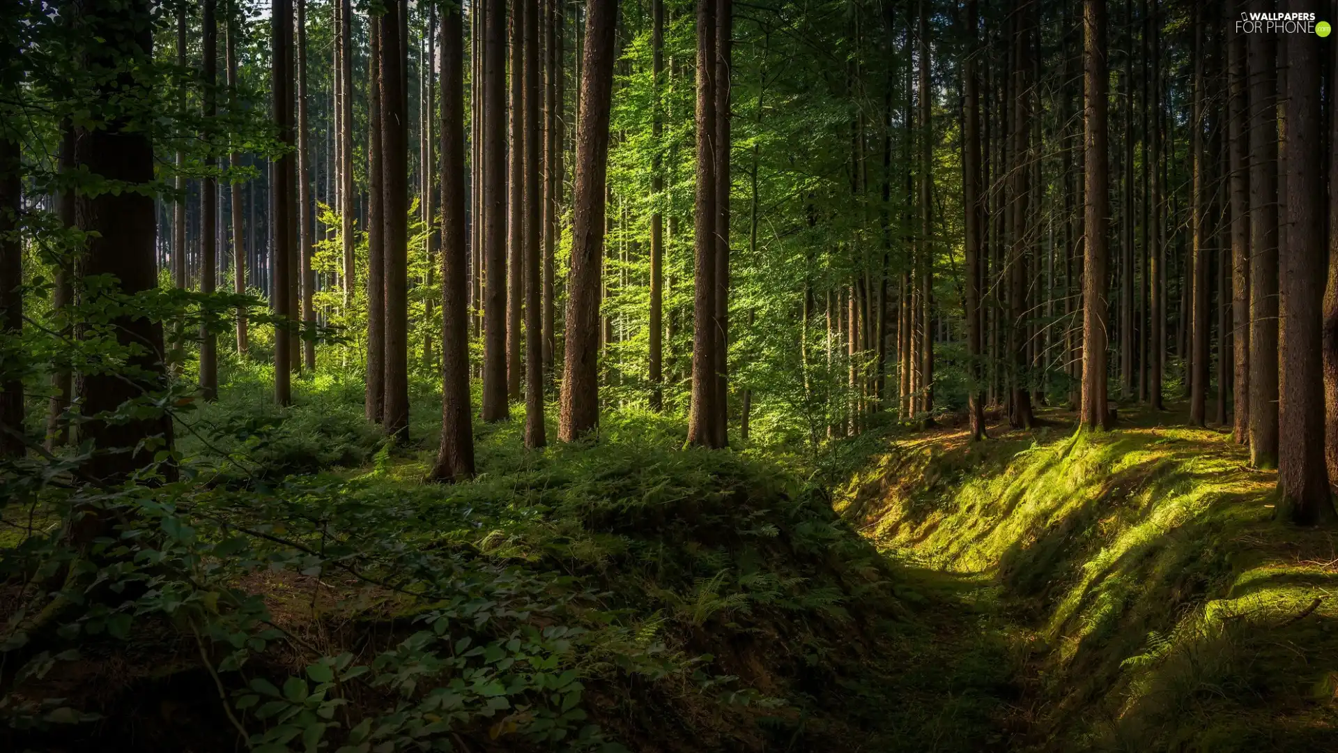 viewes, forest, shadow, fossa, rays of the Sun, trees