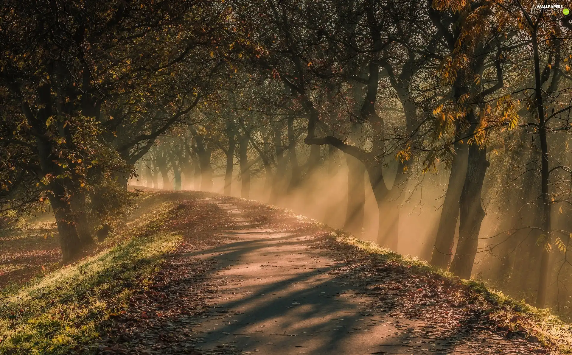 viewes, turn, Fog, trees, Way, morning, light breaking through sky