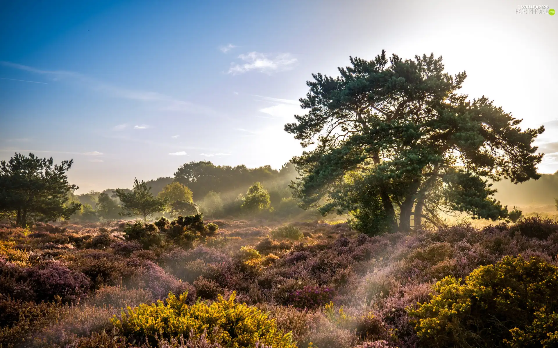 viewes, Sky, heath, trees, Sunrise, heathers, light breaking through sky