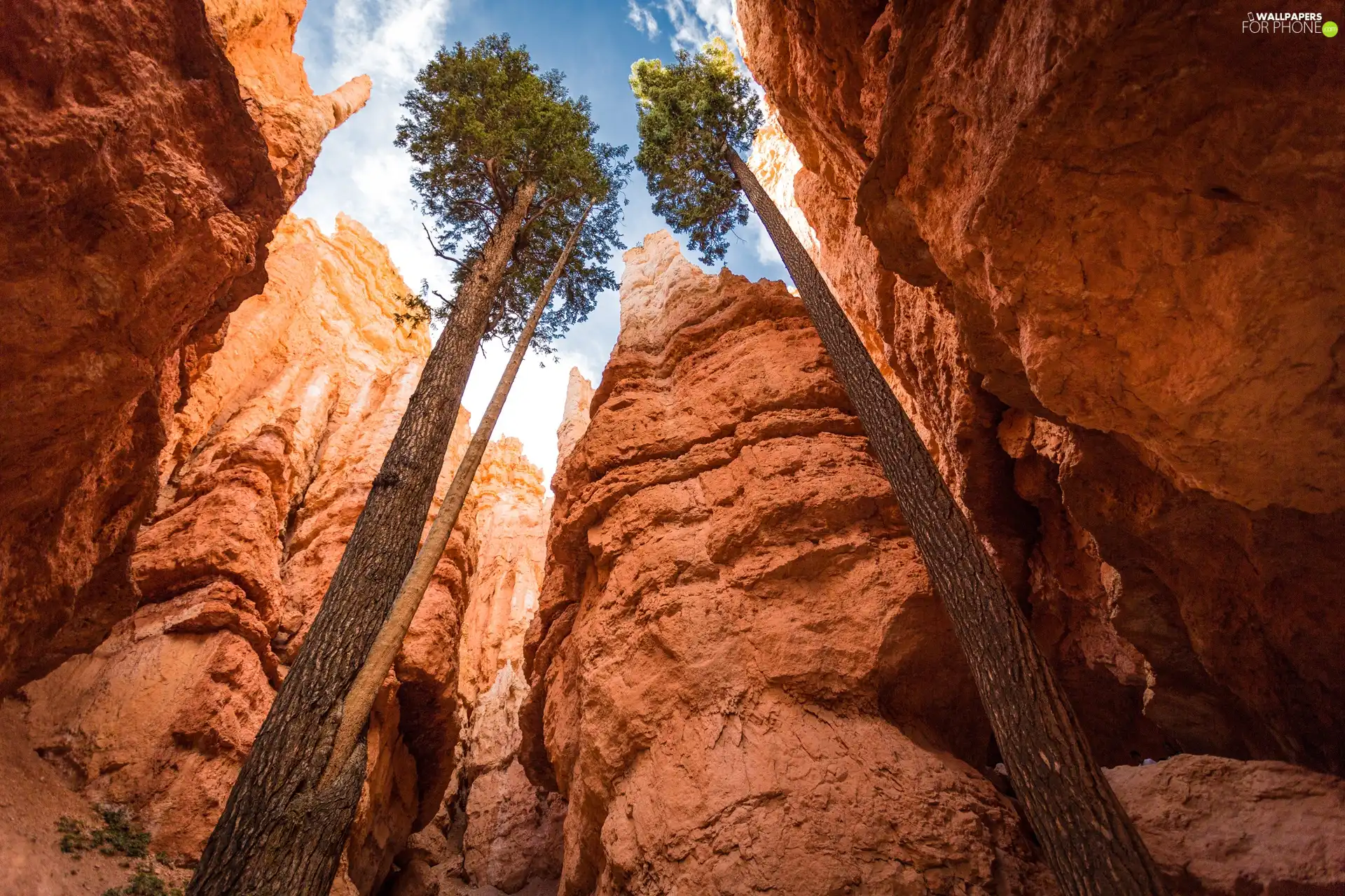 viewes, canyon, trees