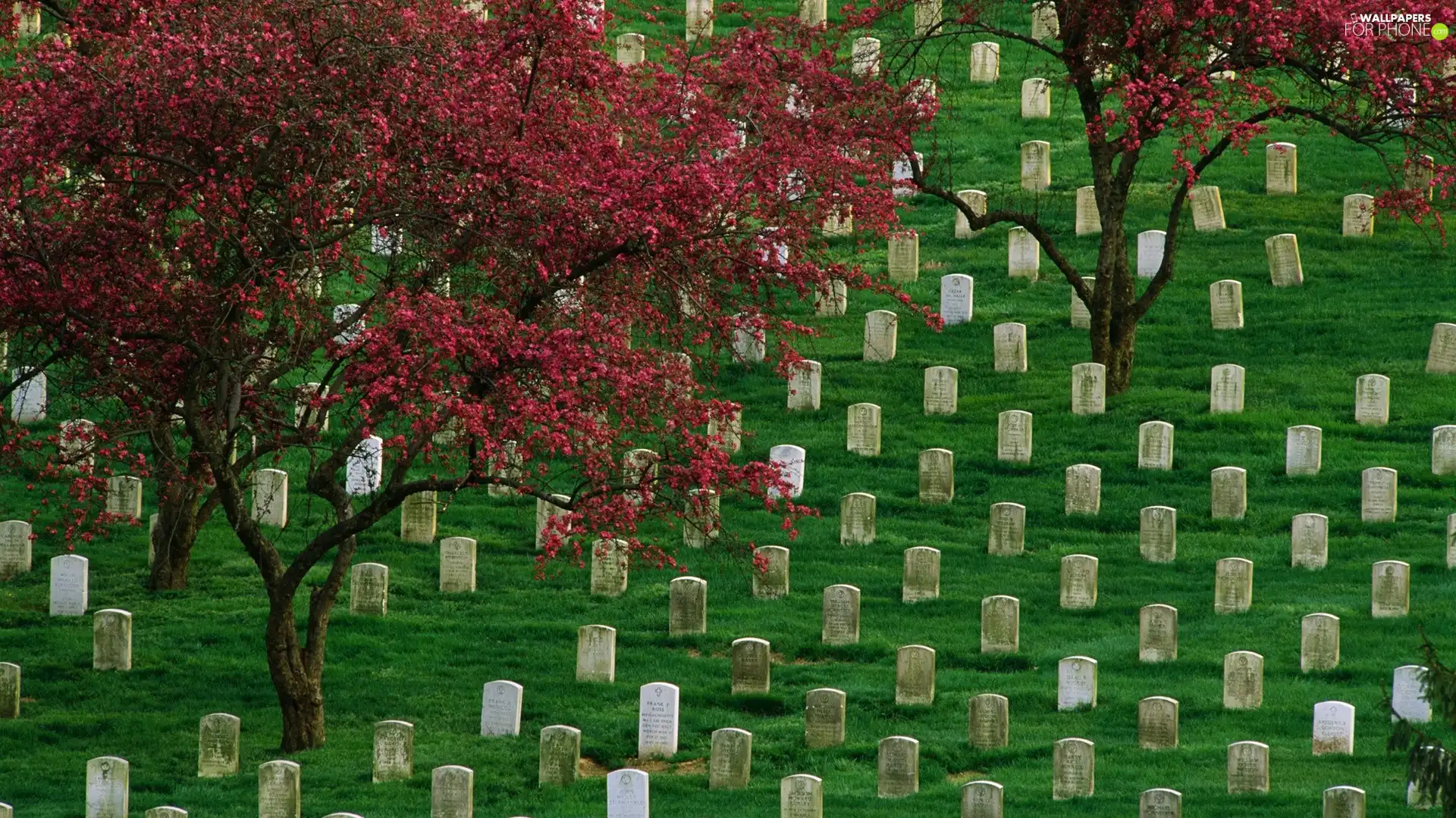 viewes, cemetery, trees