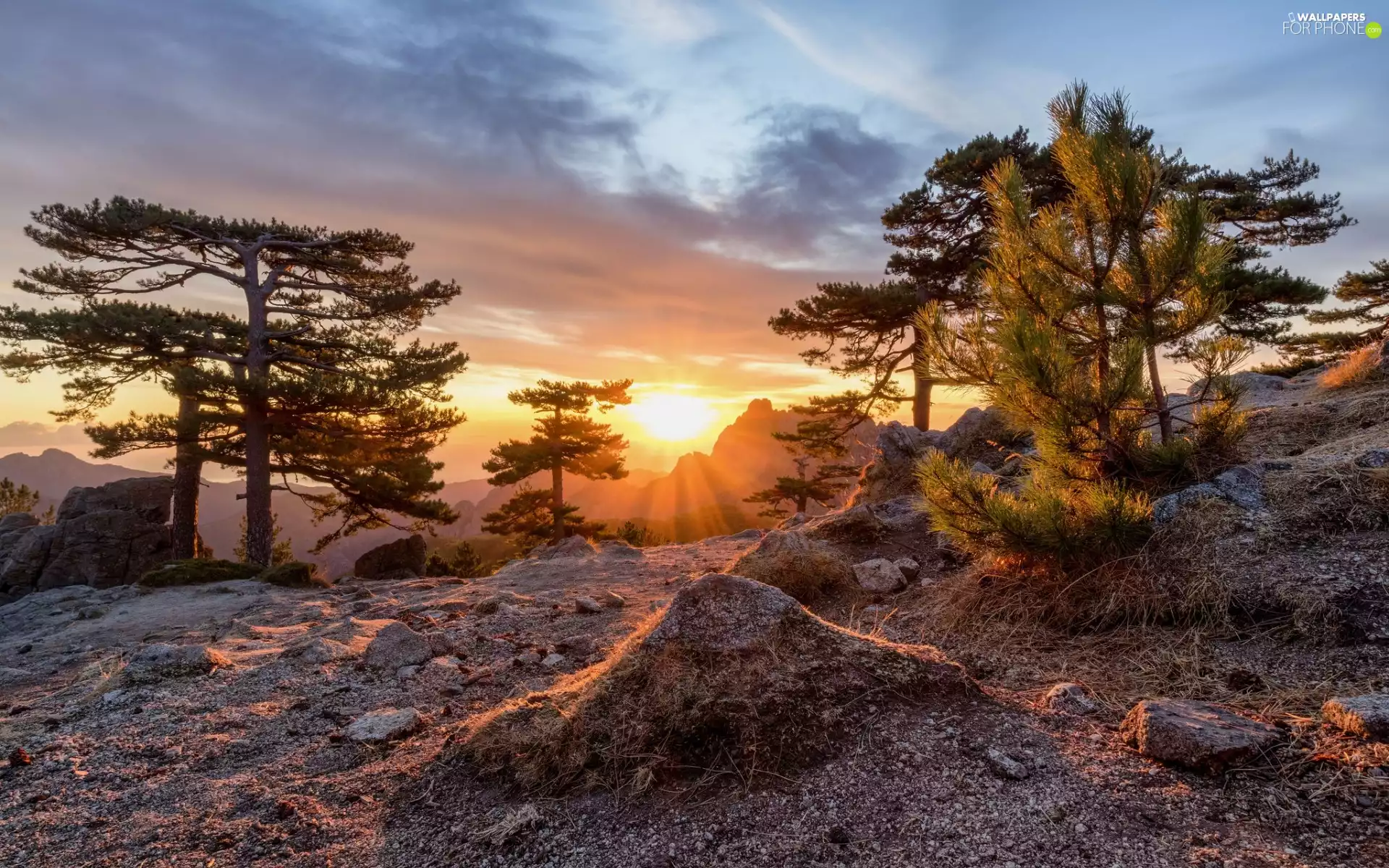 viewes, pine, Great Sunsets, Stones, clouds, trees, rocks, Mountains
