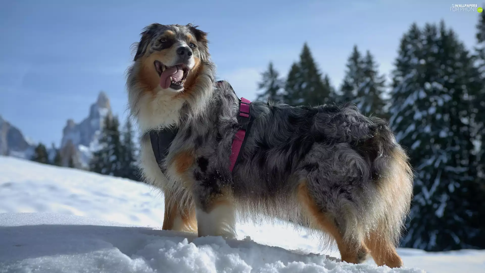 winter, dog, trees, viewes, snow, Australian Shepherd