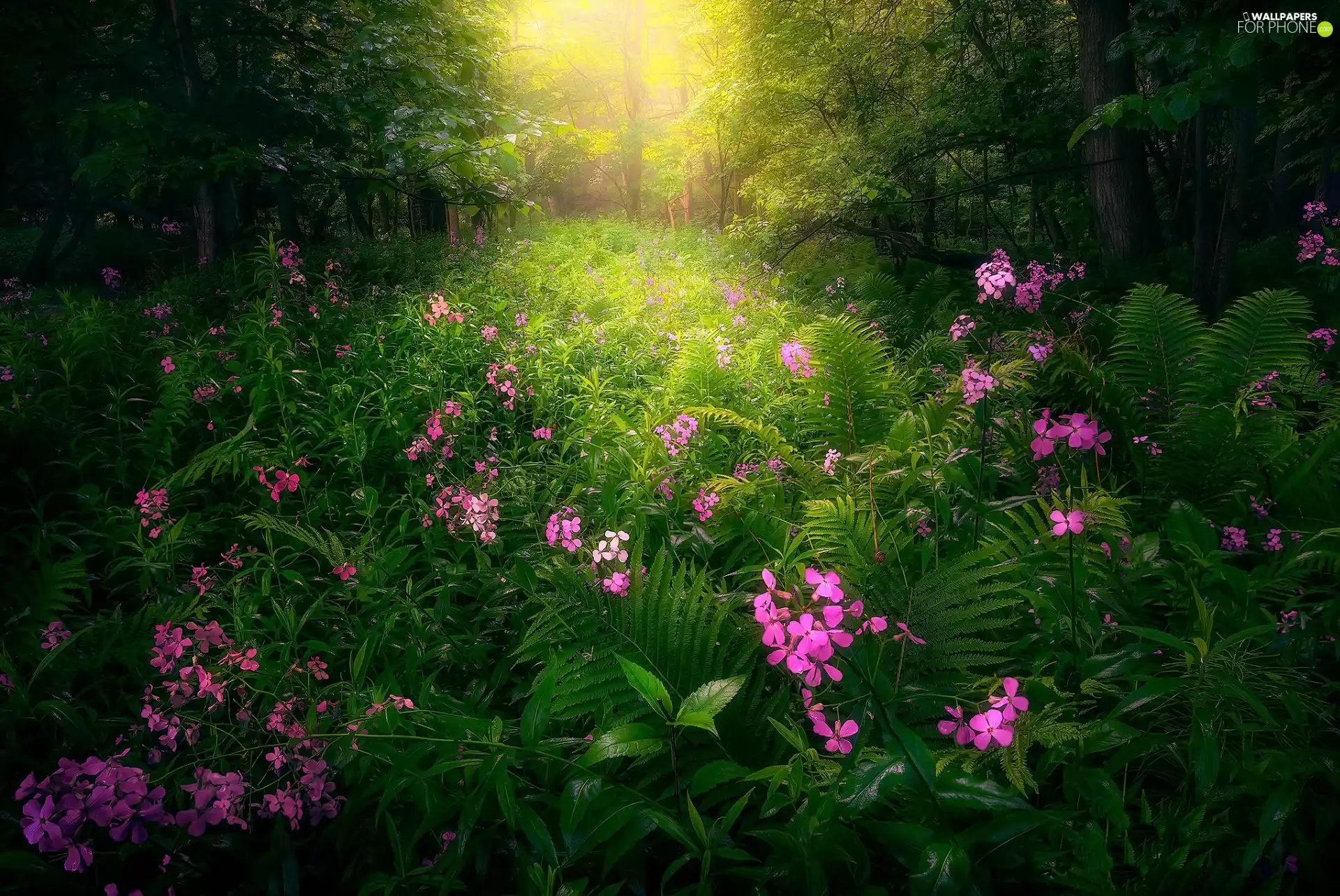 trees, fern, Flowers, viewes