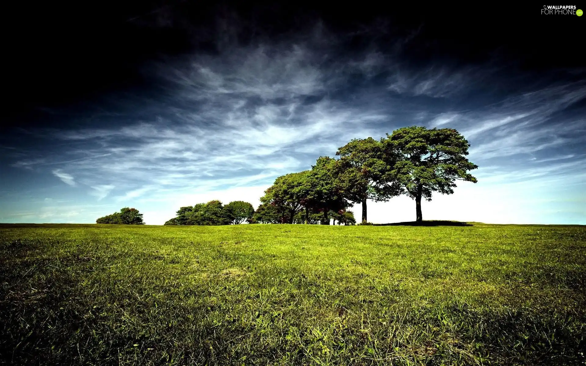 viewes, grass, trees