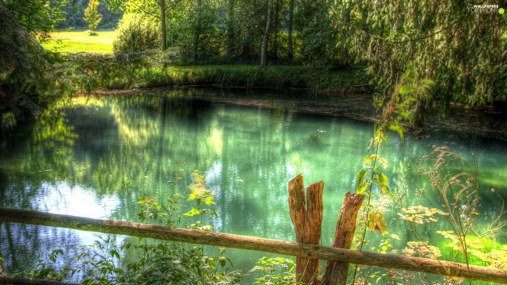 viewes, lake, trees