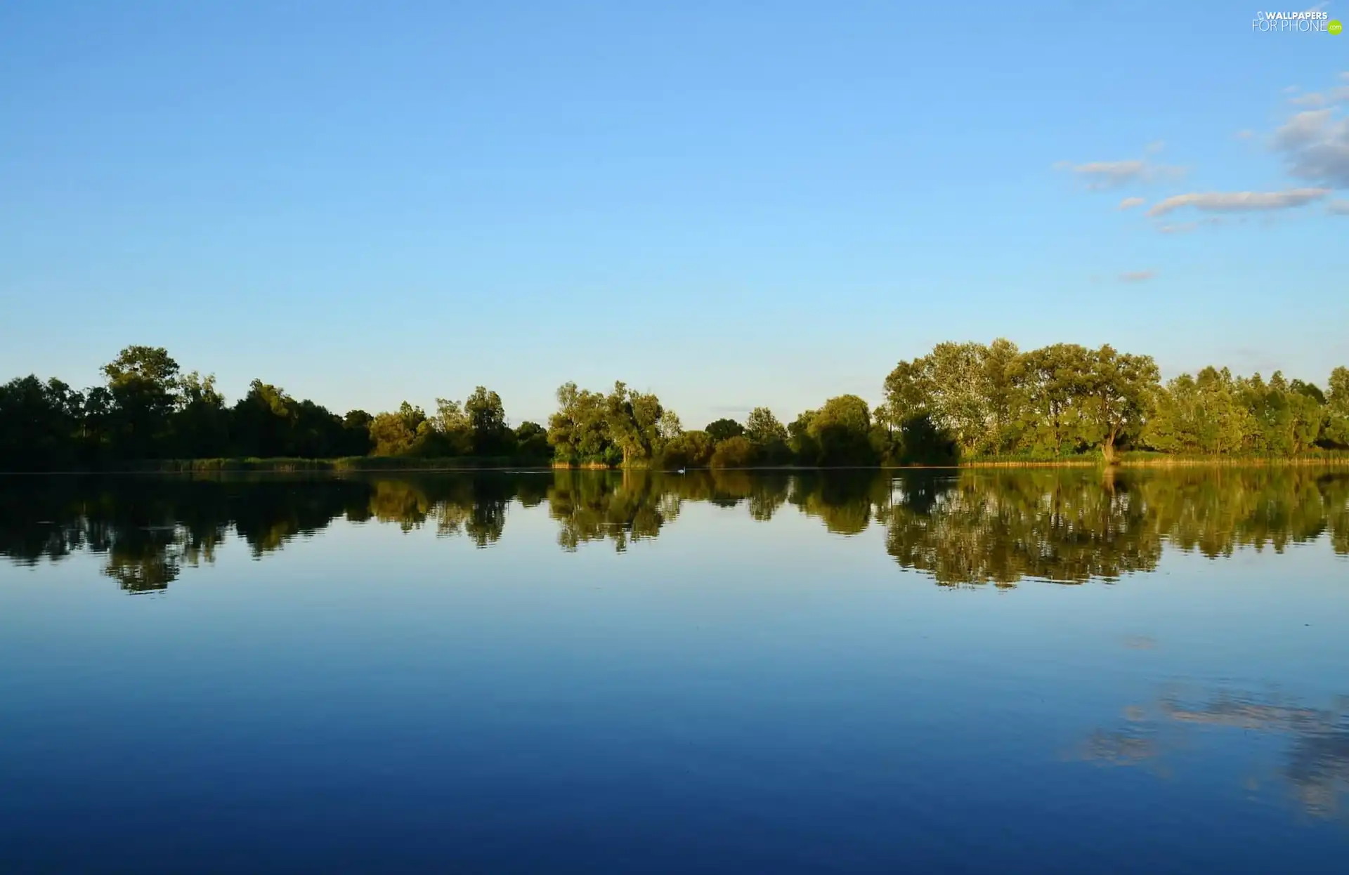 viewes, lake, trees