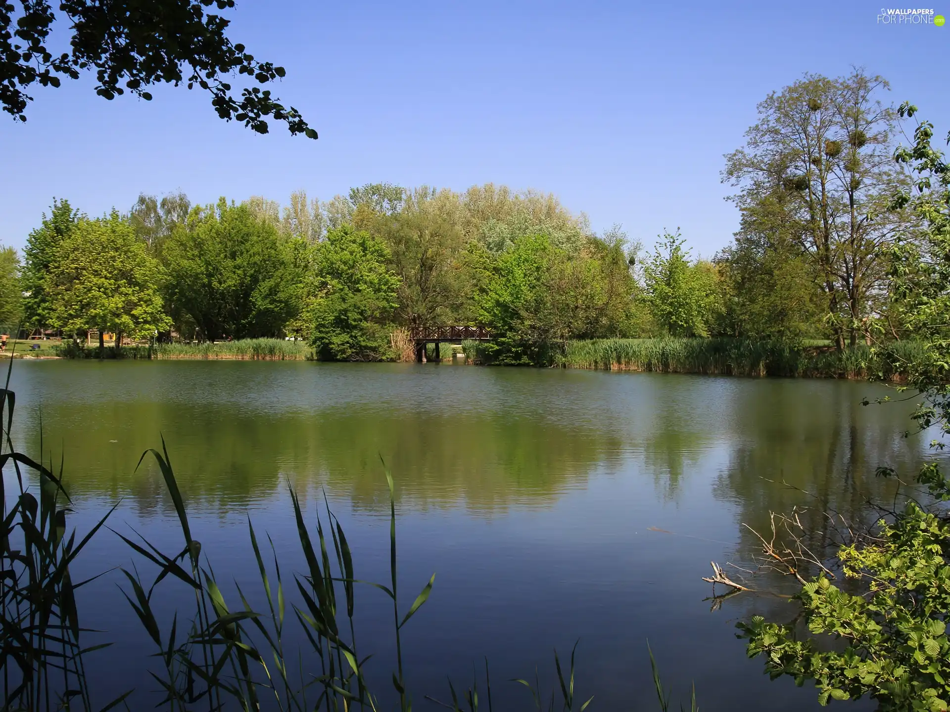 viewes, lake, trees