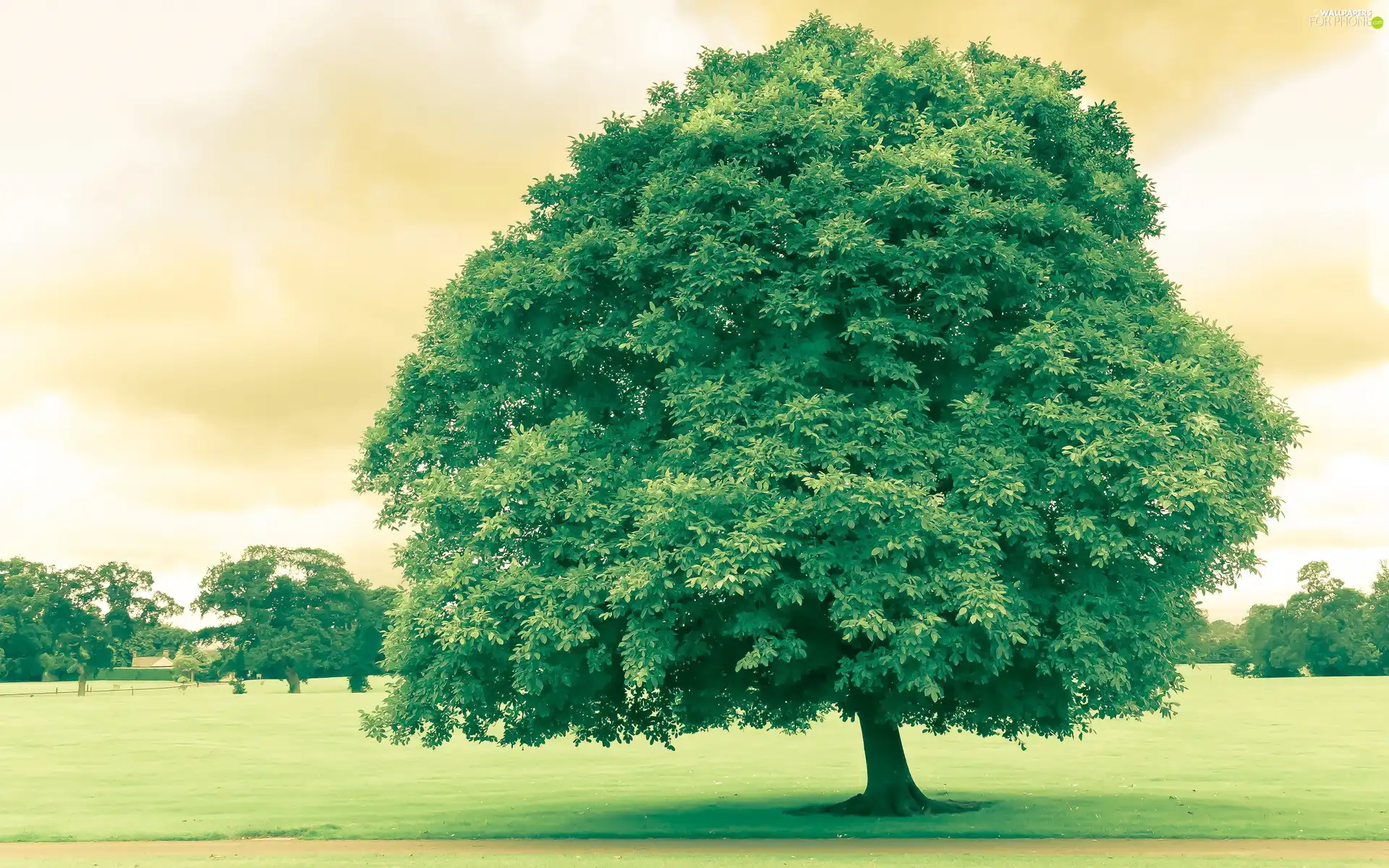 viewes, Lawn, trees