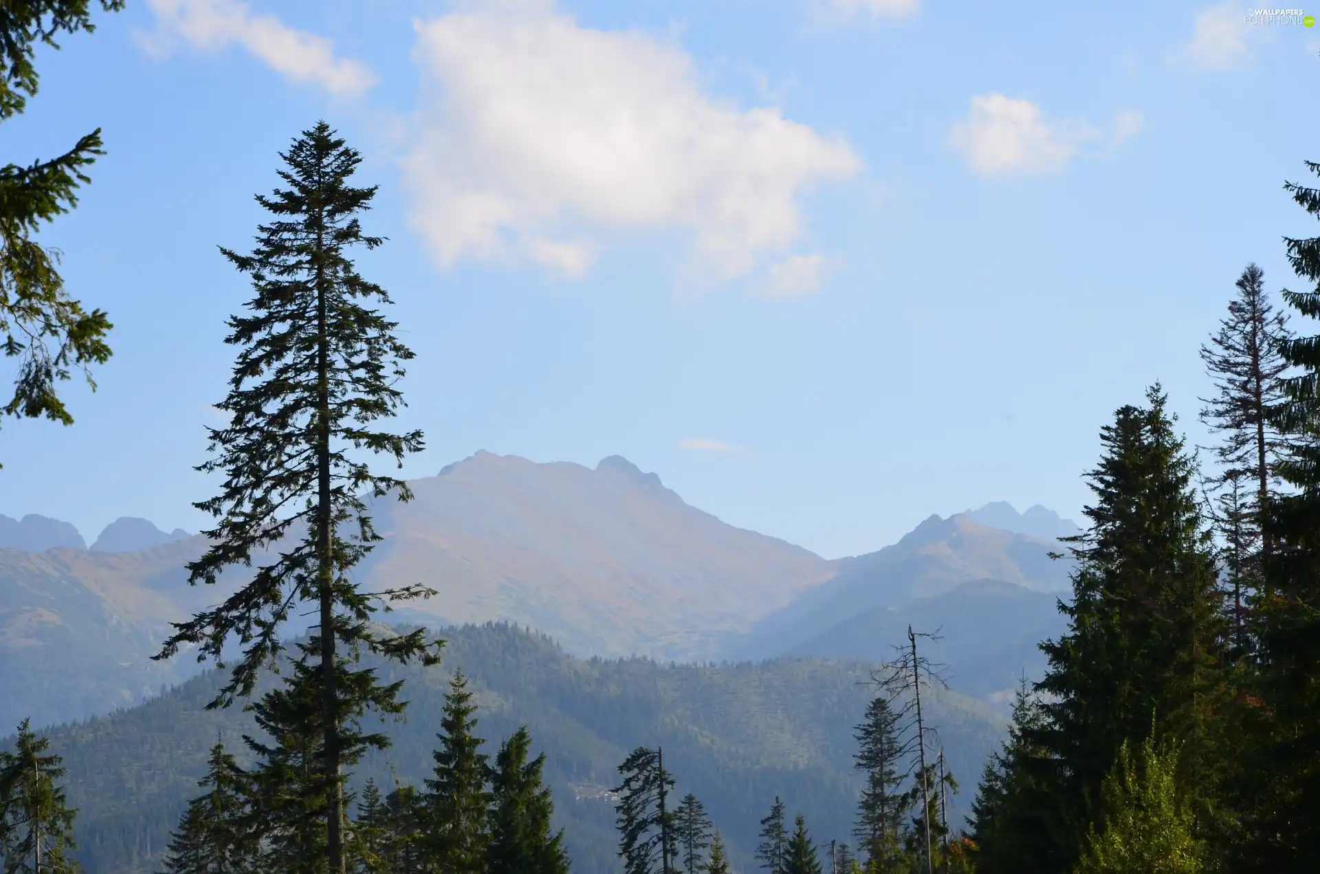 viewes, Mountains, trees