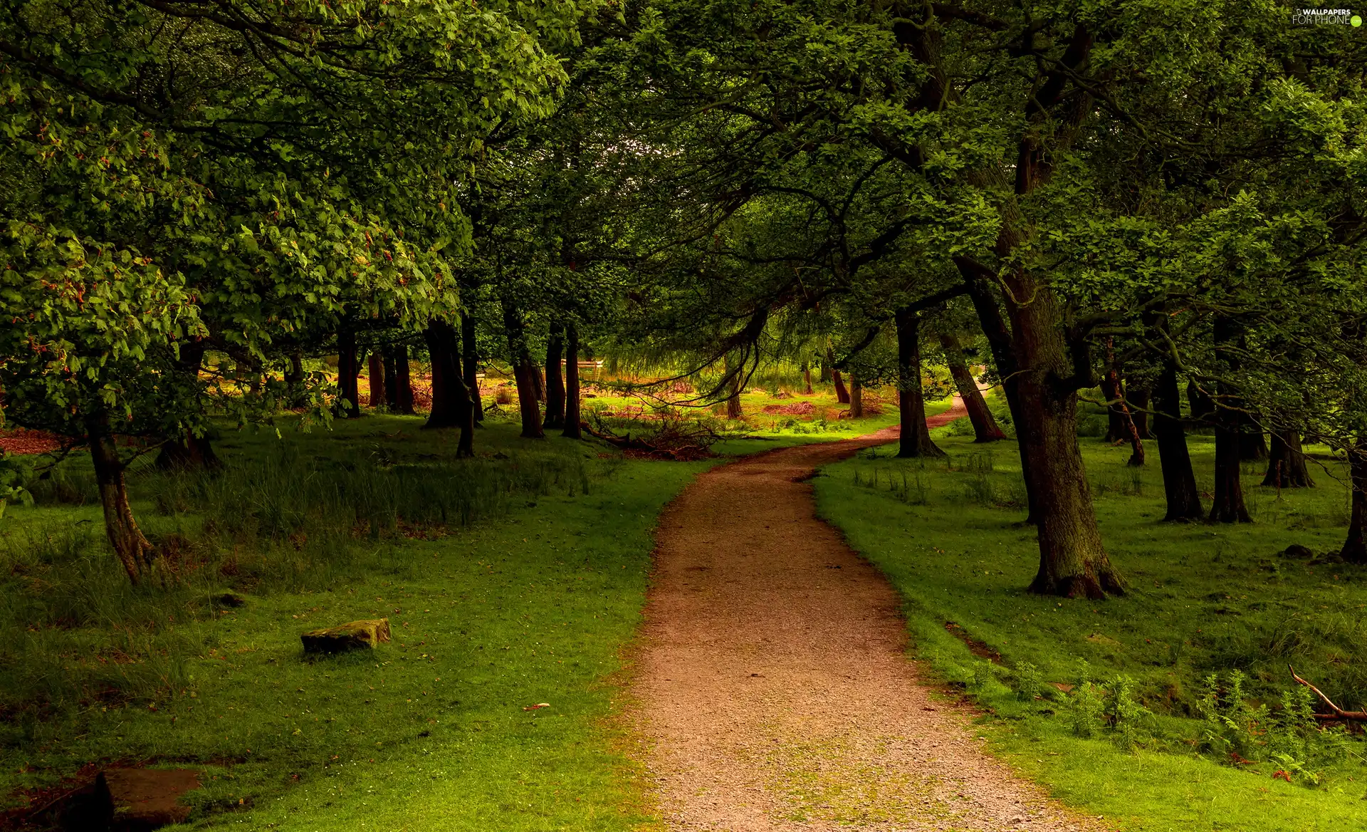 trees, Way, Park, viewes