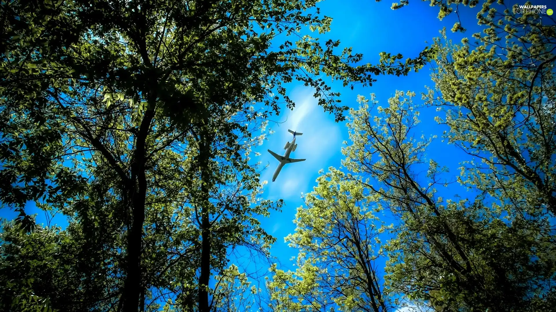 trees, plane, Sky, viewes