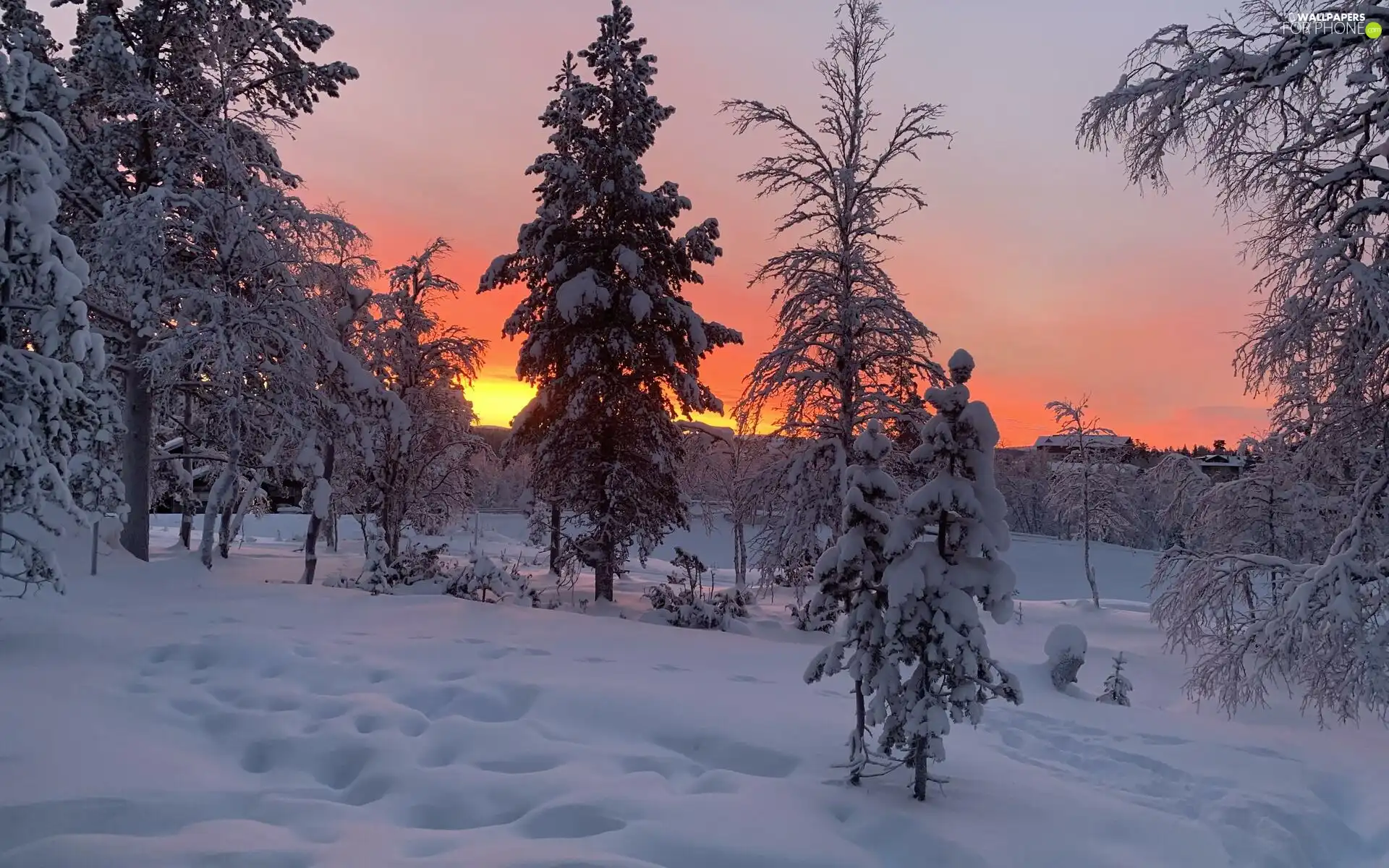 viewes, Spruces, winter, Houses, Great Sunsets, trees, snow, Sky