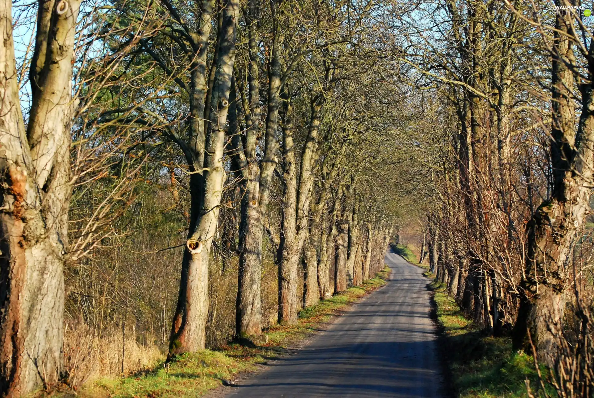 viewes, Way, trees