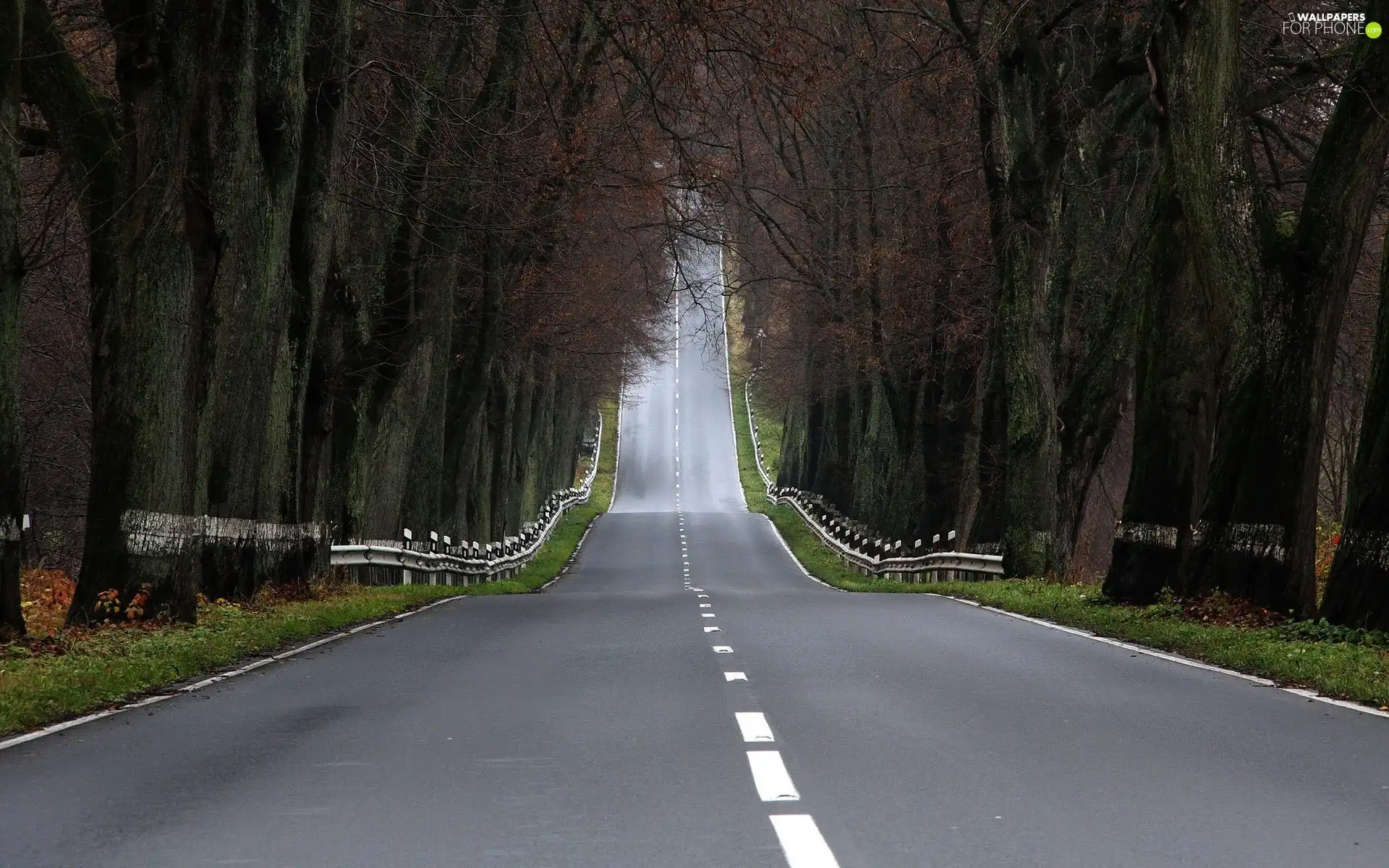 viewes, Way, trees
