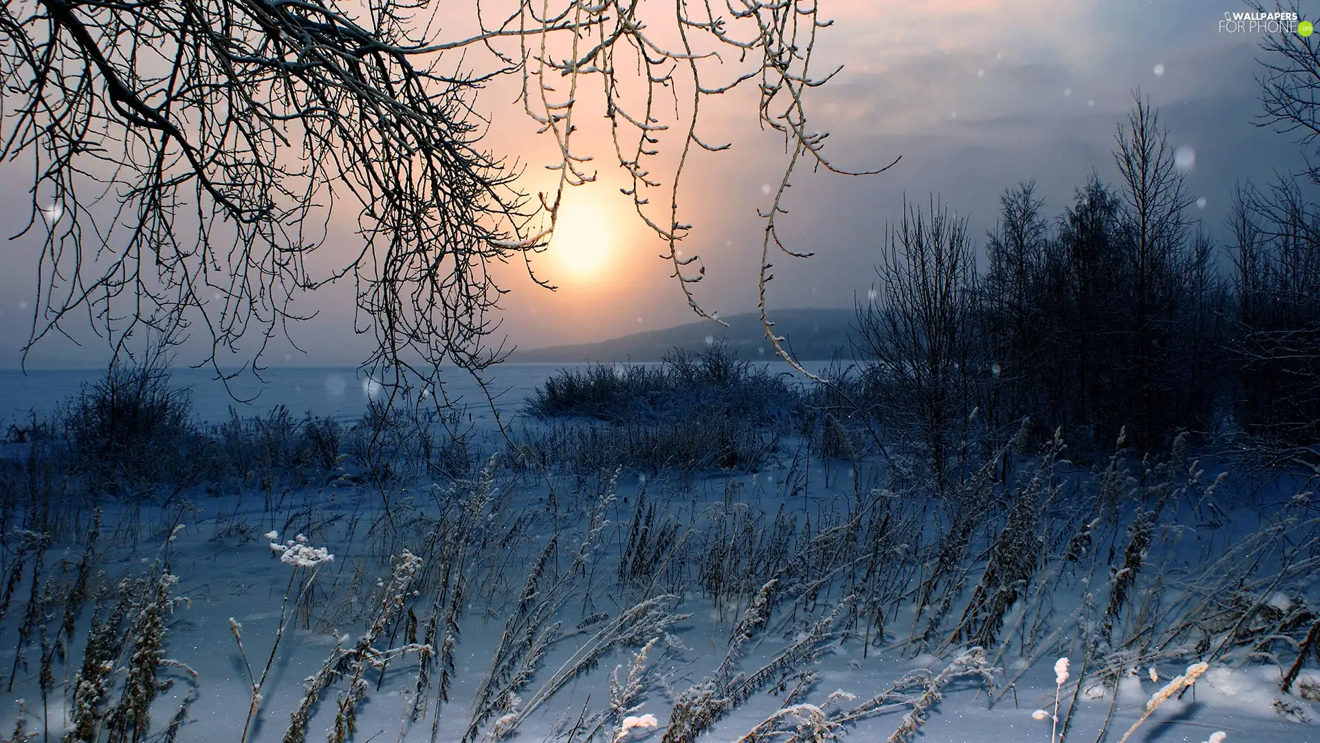 trees, viewes, winter, grass, sun, Coast, sea, west