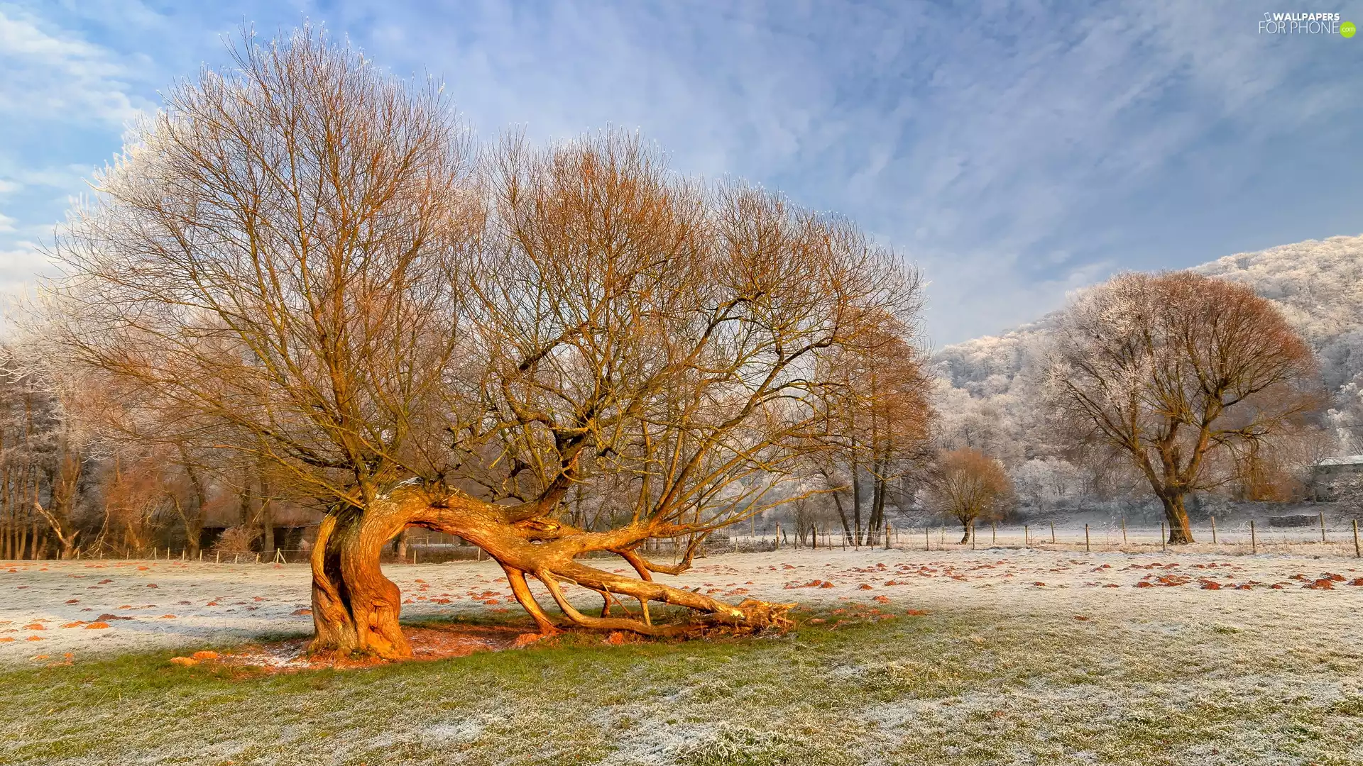 trees, inclined, Willow, viewes