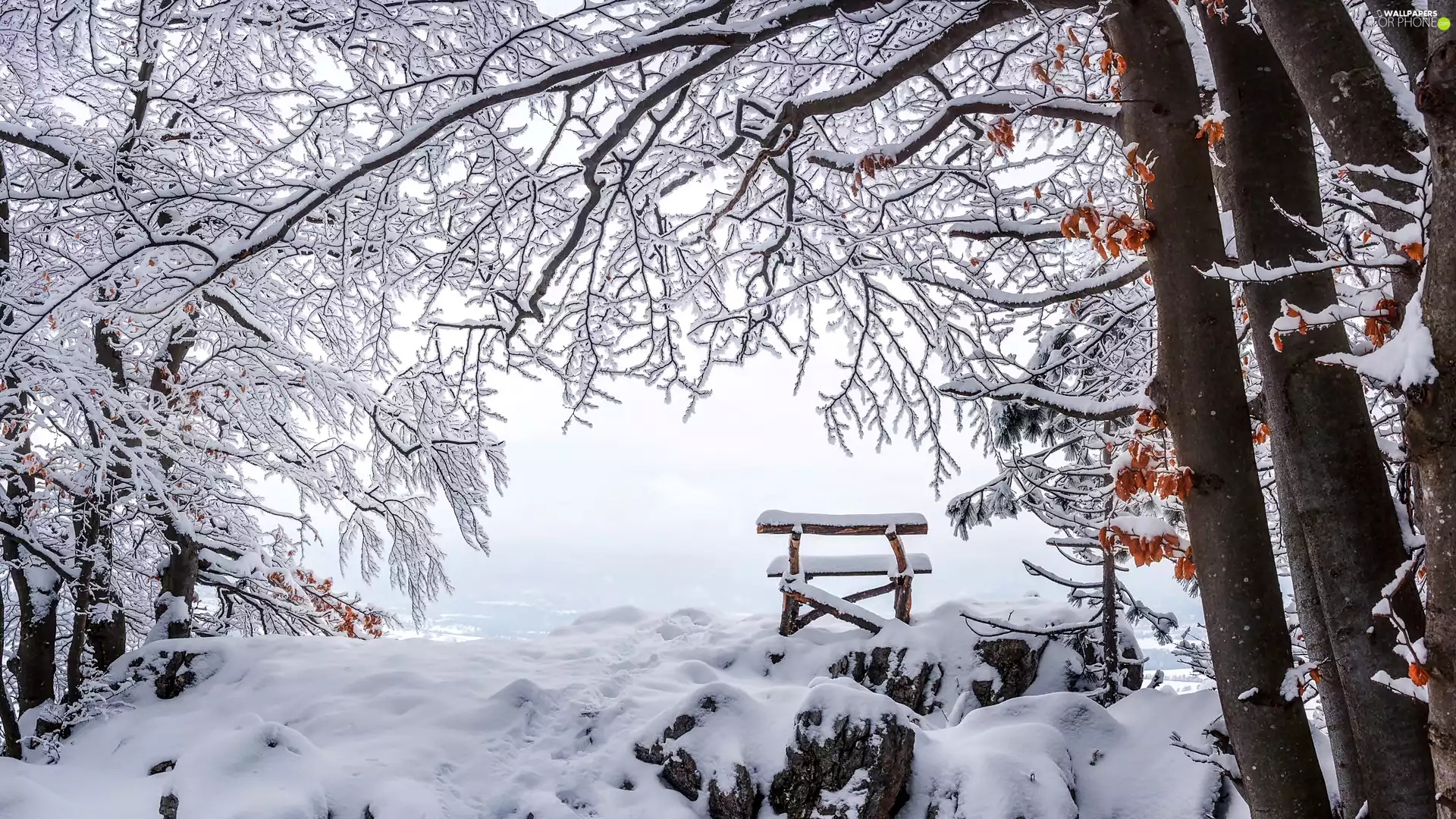 trees, Bench, winter, viewes