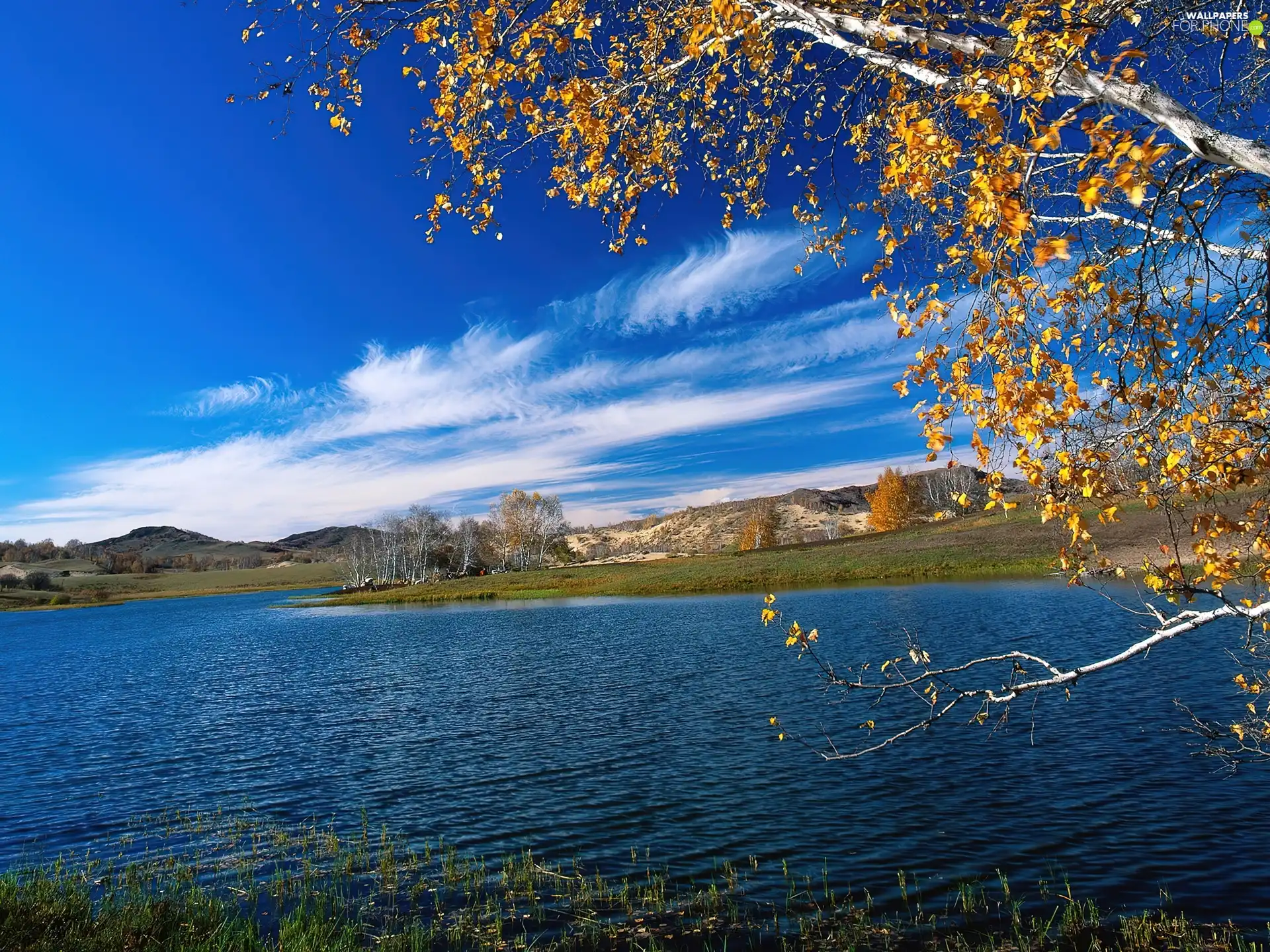 water, trees, viewes, Leaf