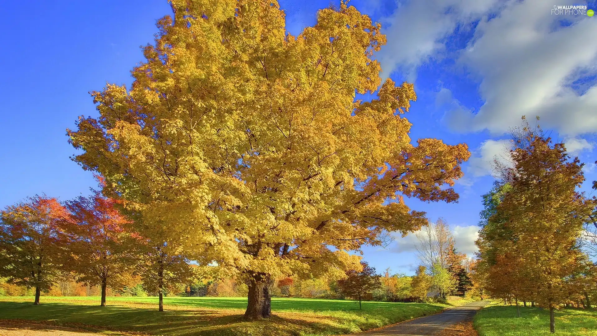 viewes, Way, clouds, trees, autumn