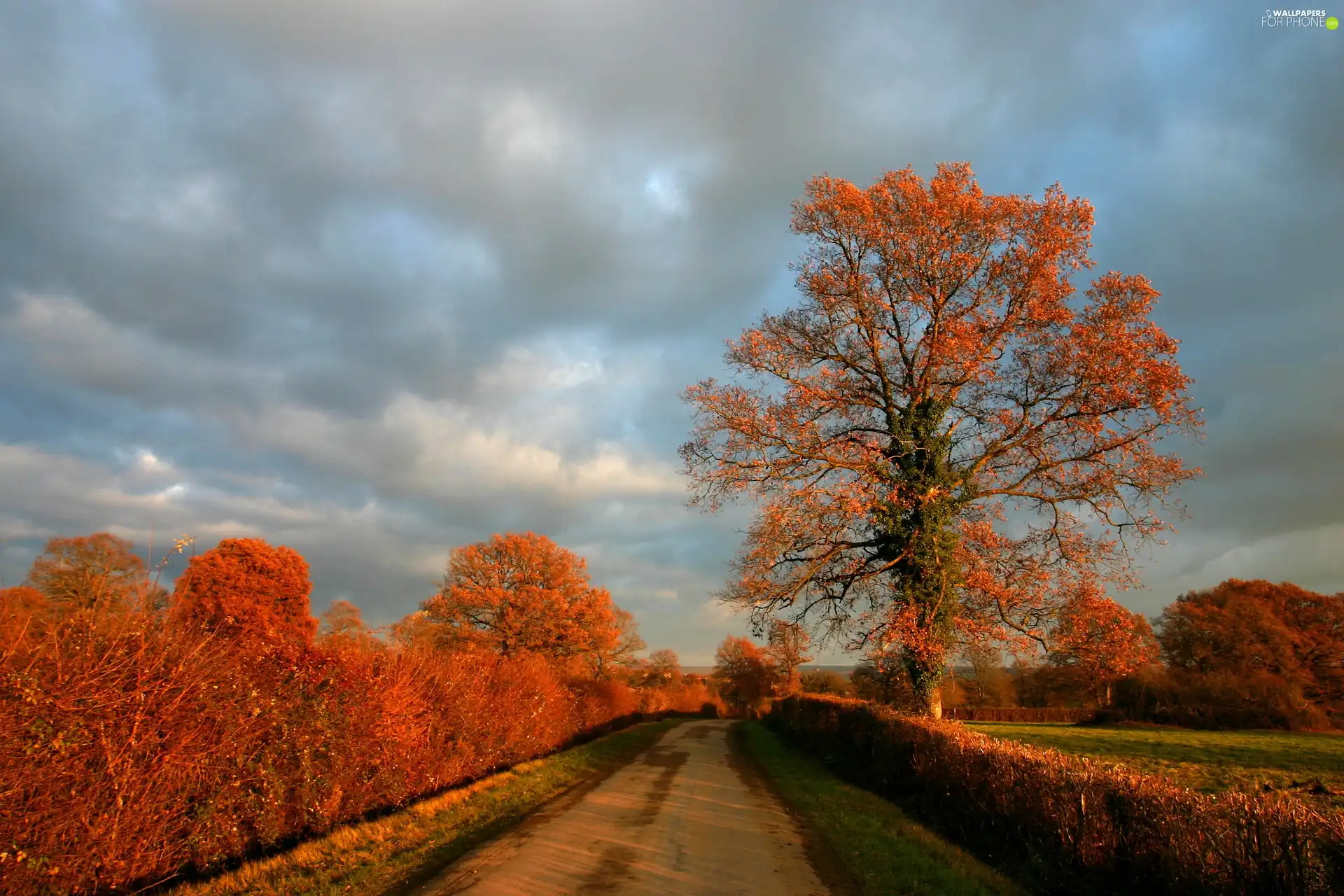 Way, trees, viewes, autumn