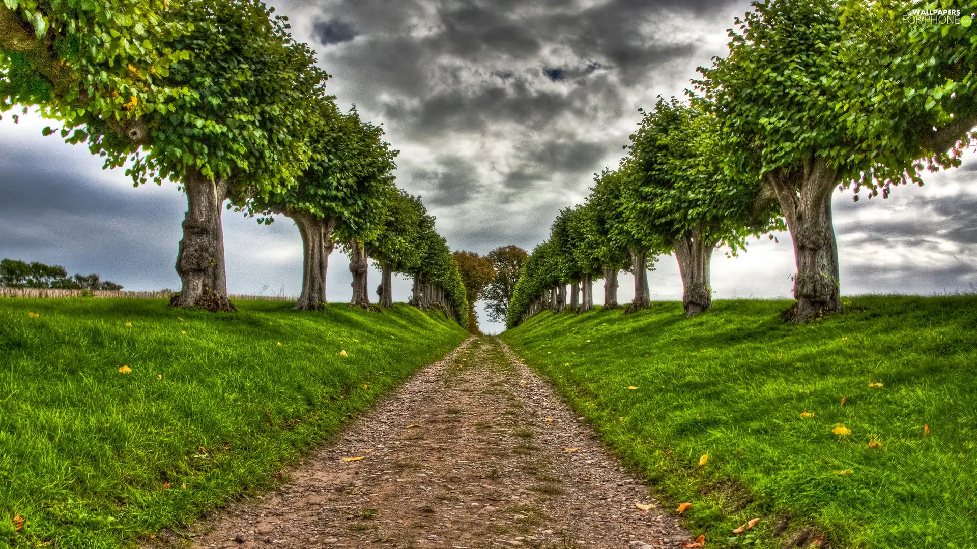 Way, trees, viewes, clouds