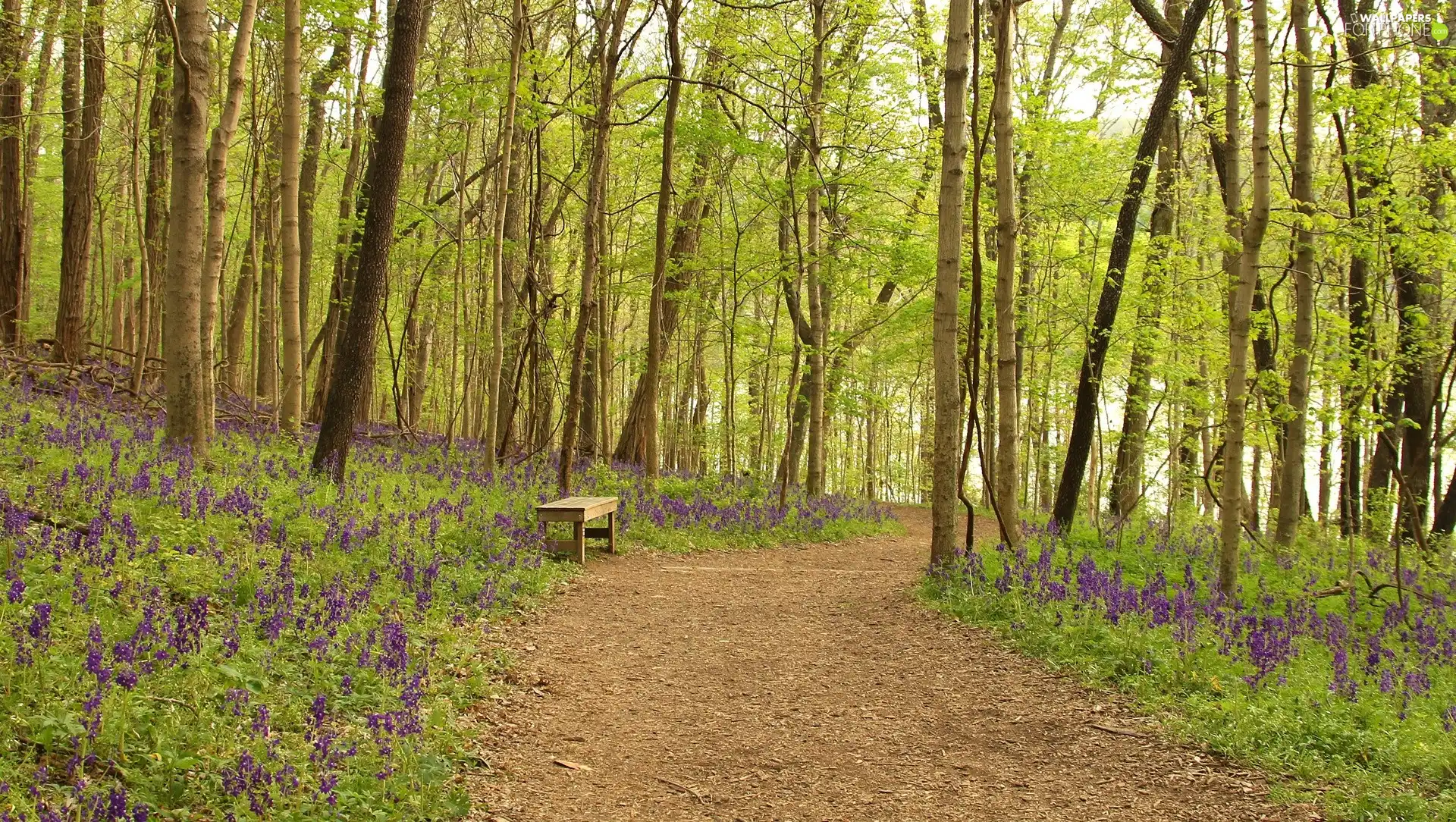 Way, trees, viewes, forest