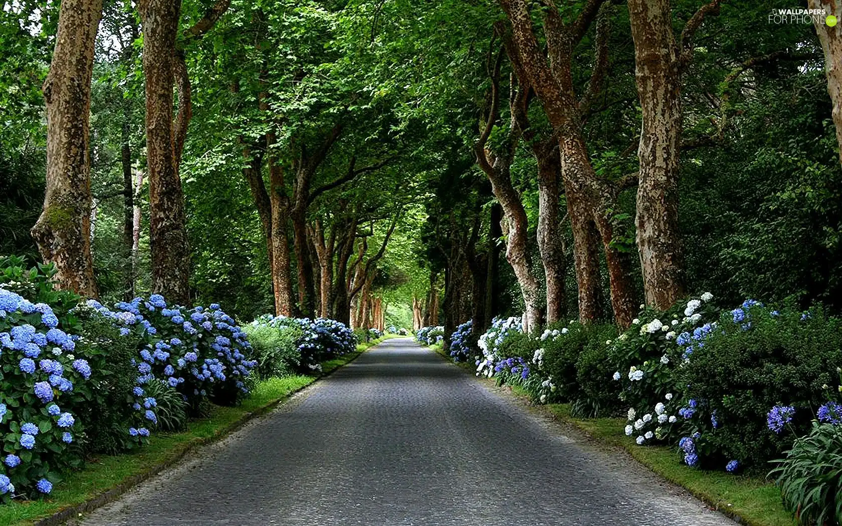 Flowers, Park, viewes, Way, trees, Blue