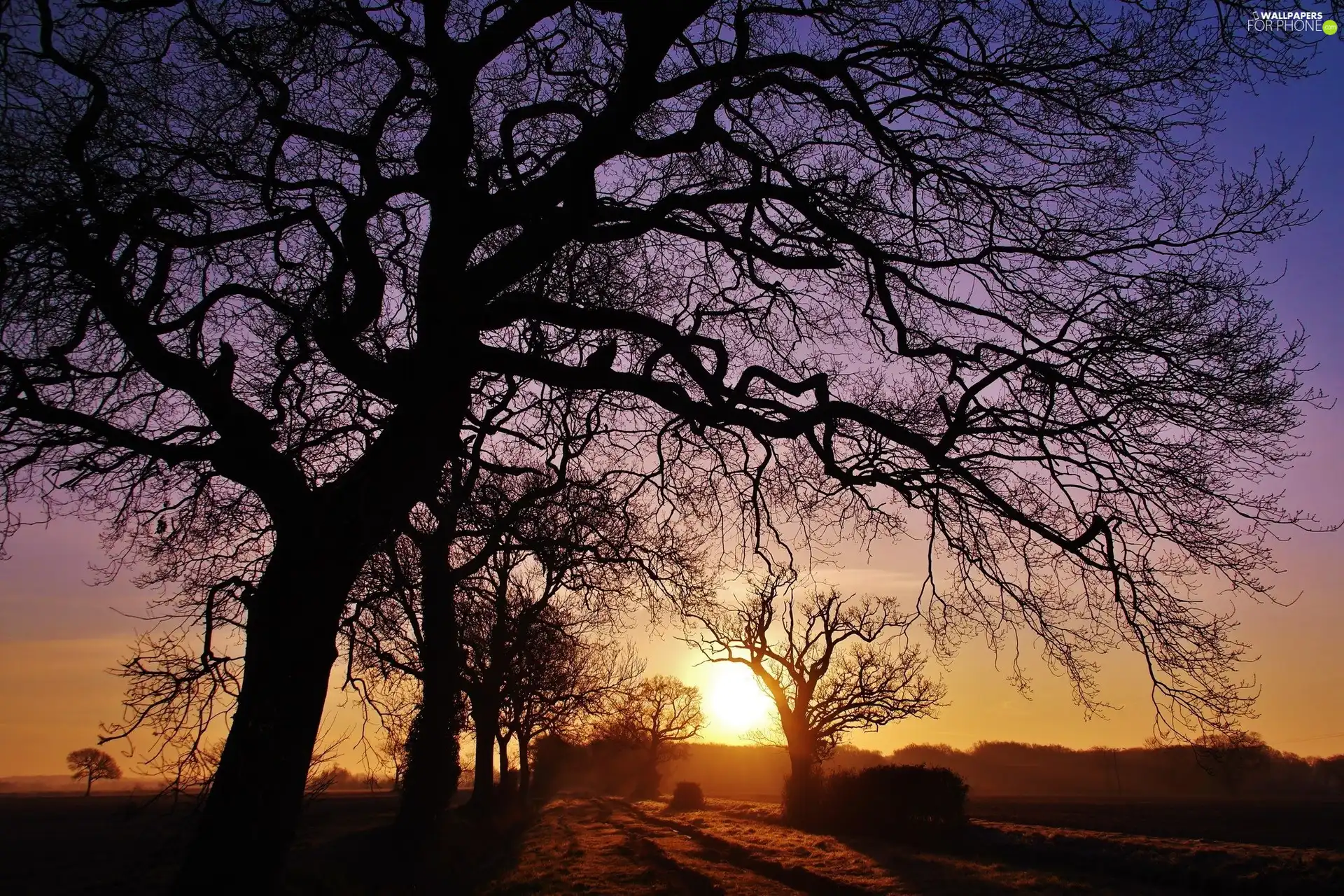 west, trees, viewes, sun