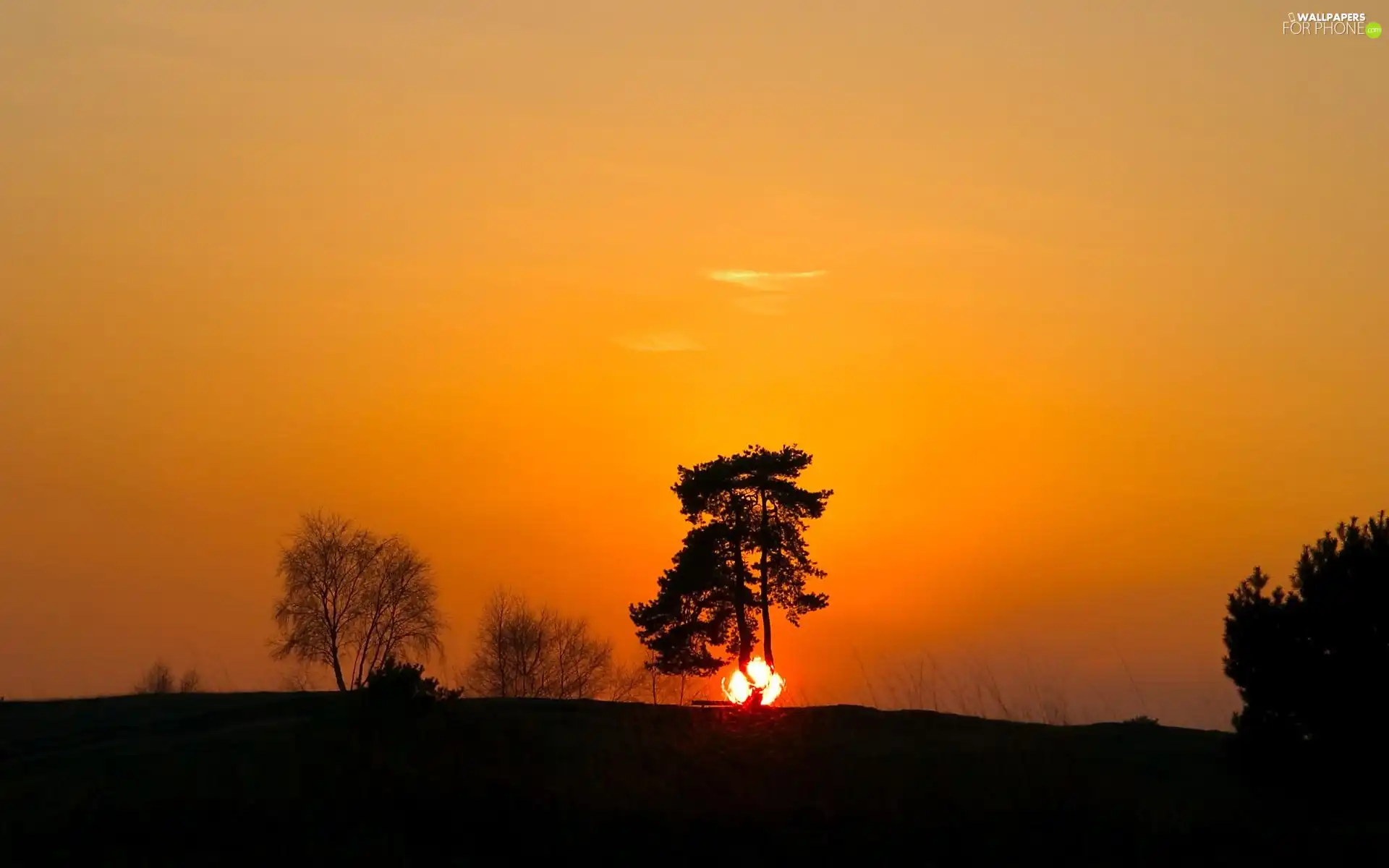 west, trees, viewes, sun