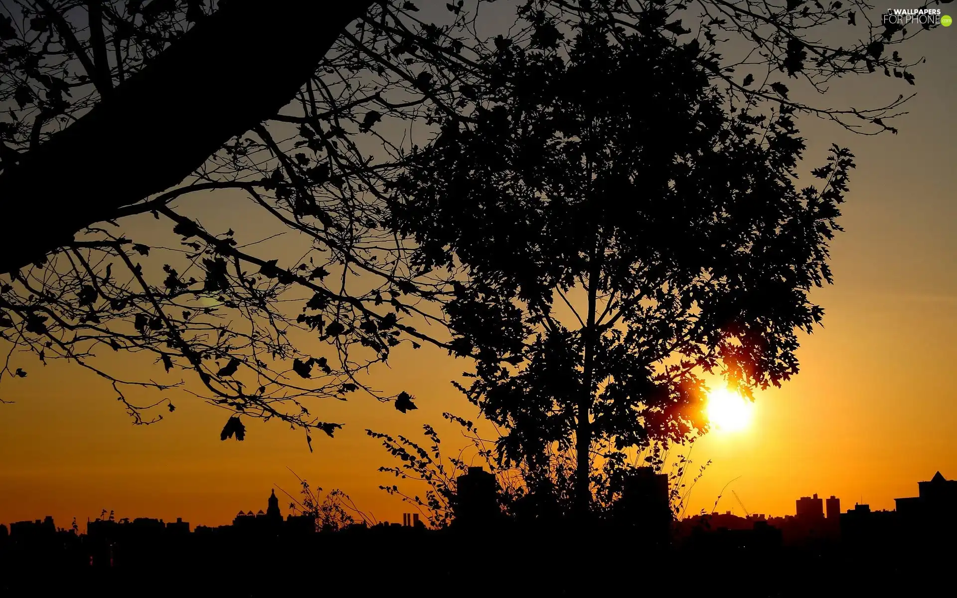 west, trees, viewes, sun