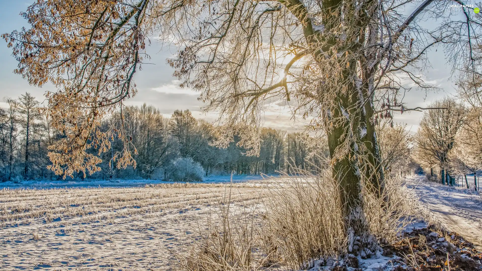 Trees Viewes Winter Frosty Field For Phone Wallpapers 1920x1080