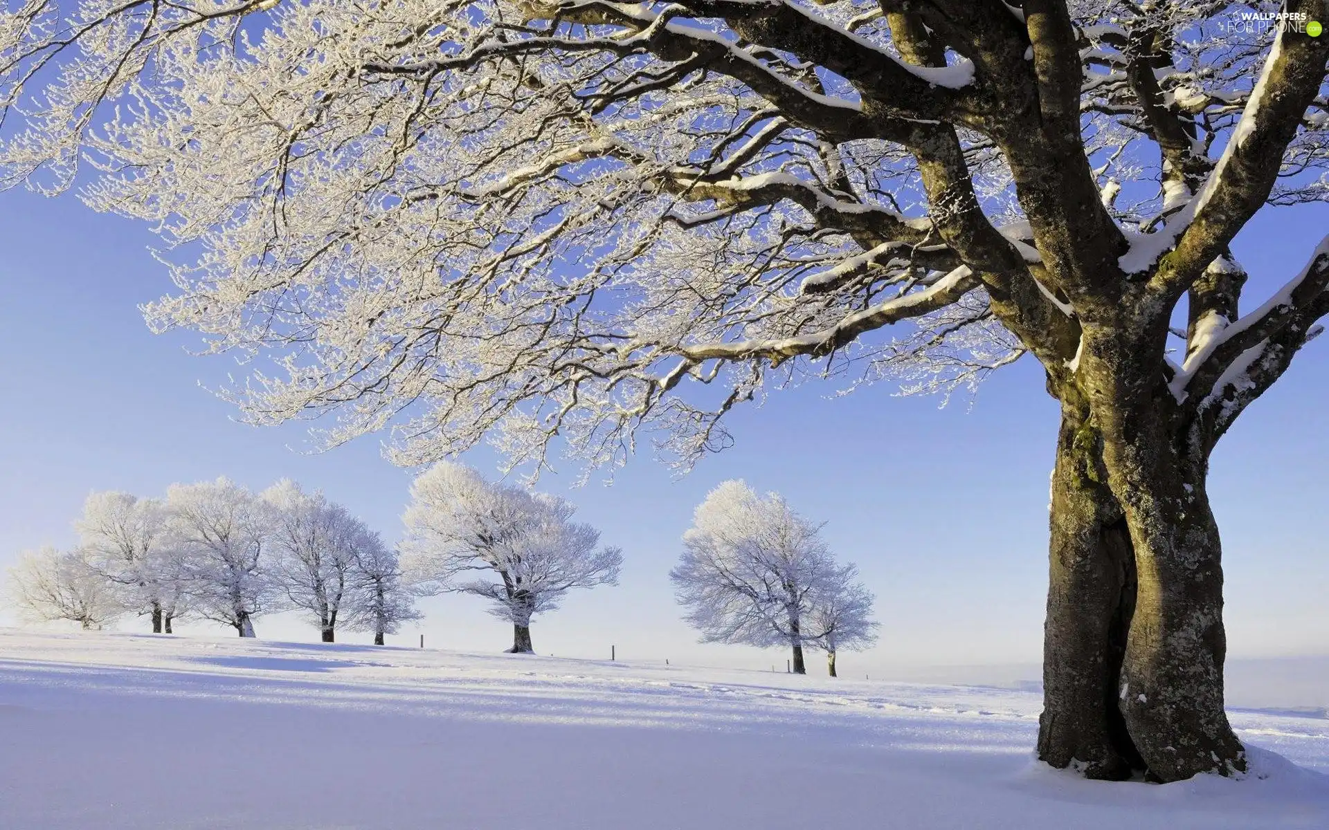 winter, trees, viewes, frosty