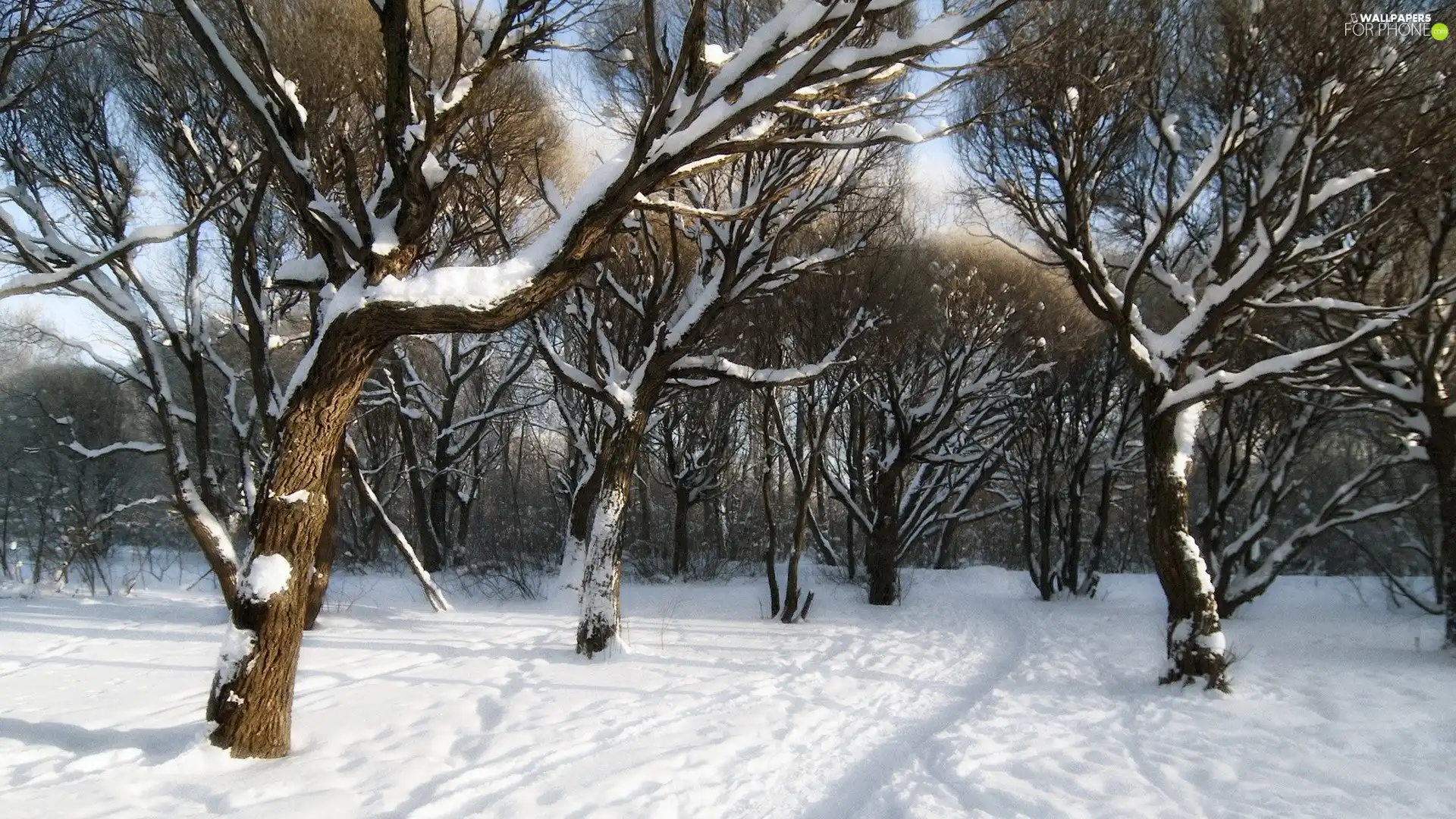winter, trees, viewes, Park