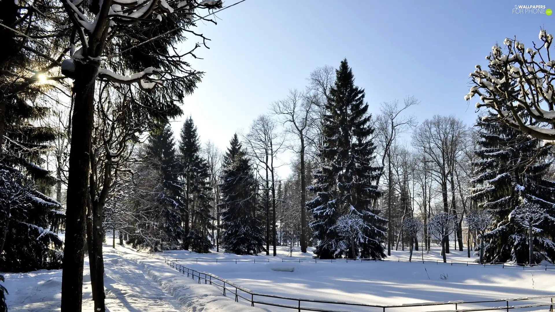 winter, trees, viewes, snow