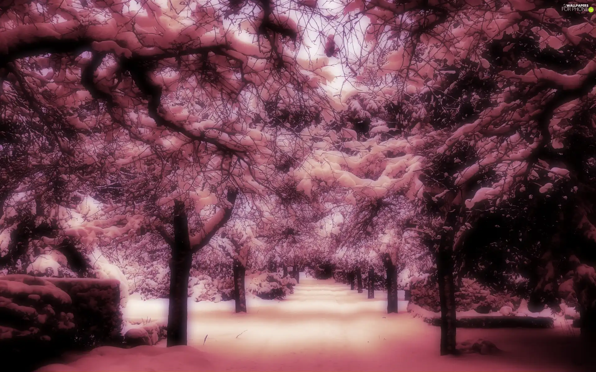 winter, trees, viewes, snow