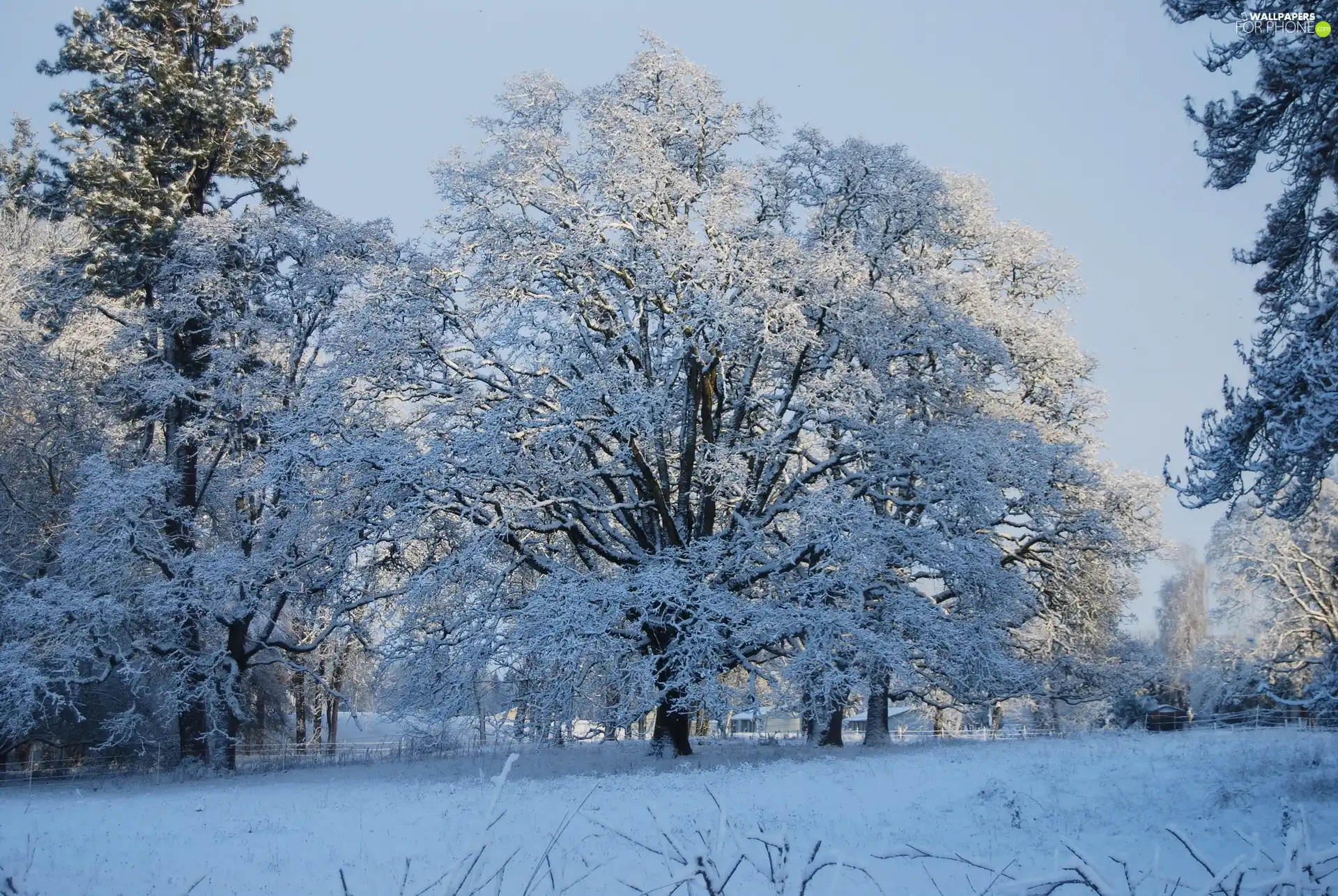 winter, trees, viewes, Snowy