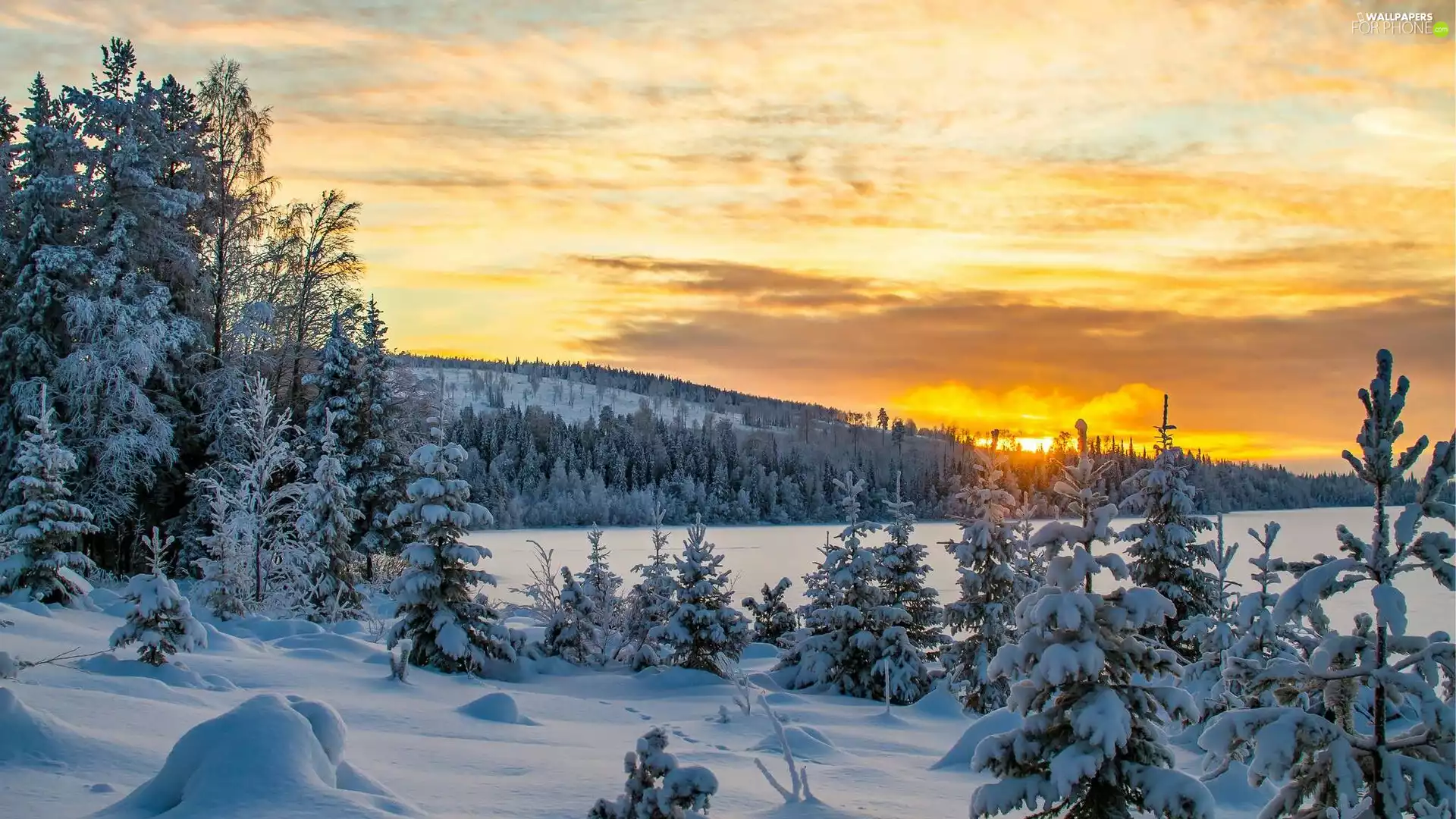 viewes, The Hills, Great Sunsets, trees, winter, Spruces, snow