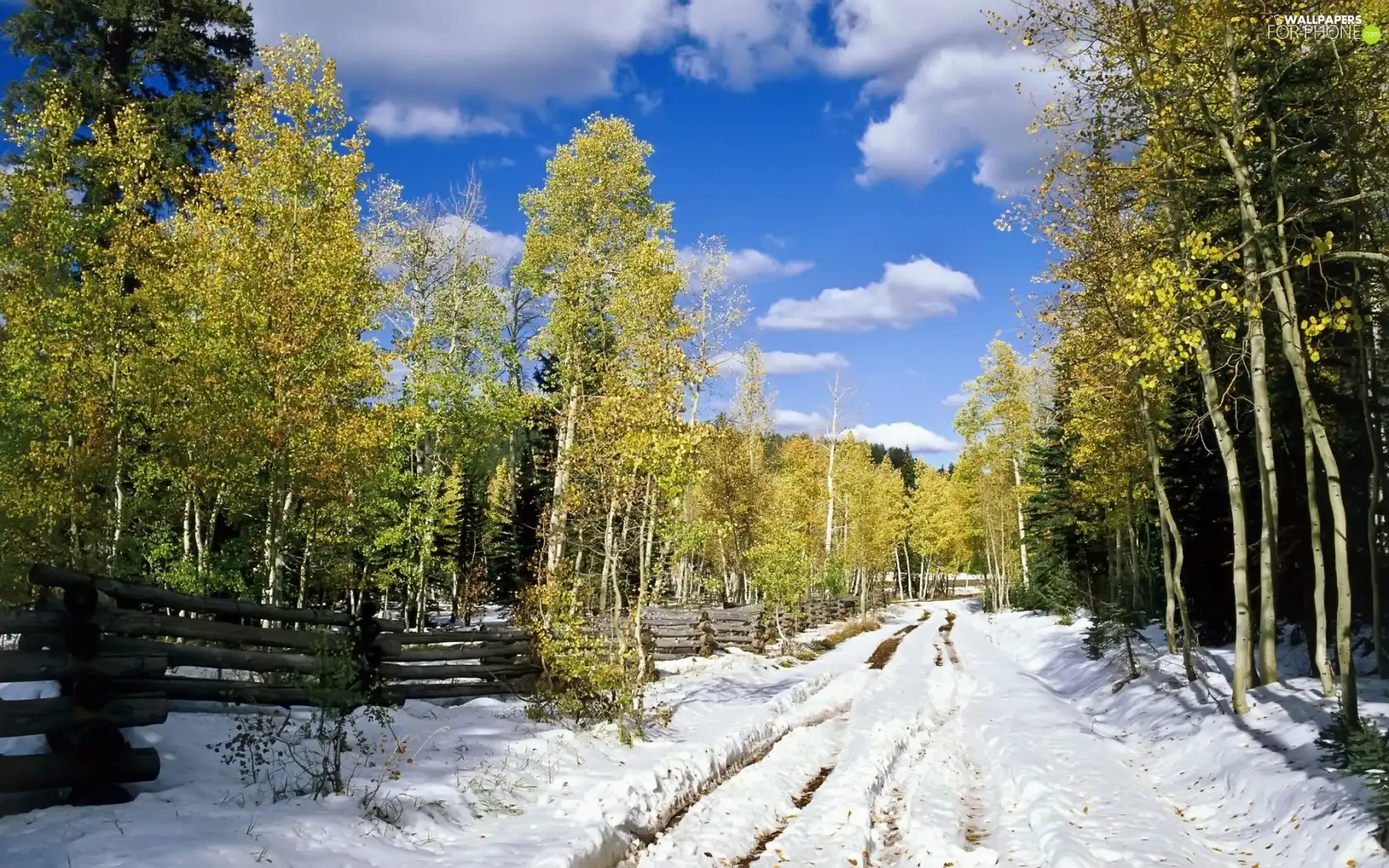 winter, trees, viewes, Way