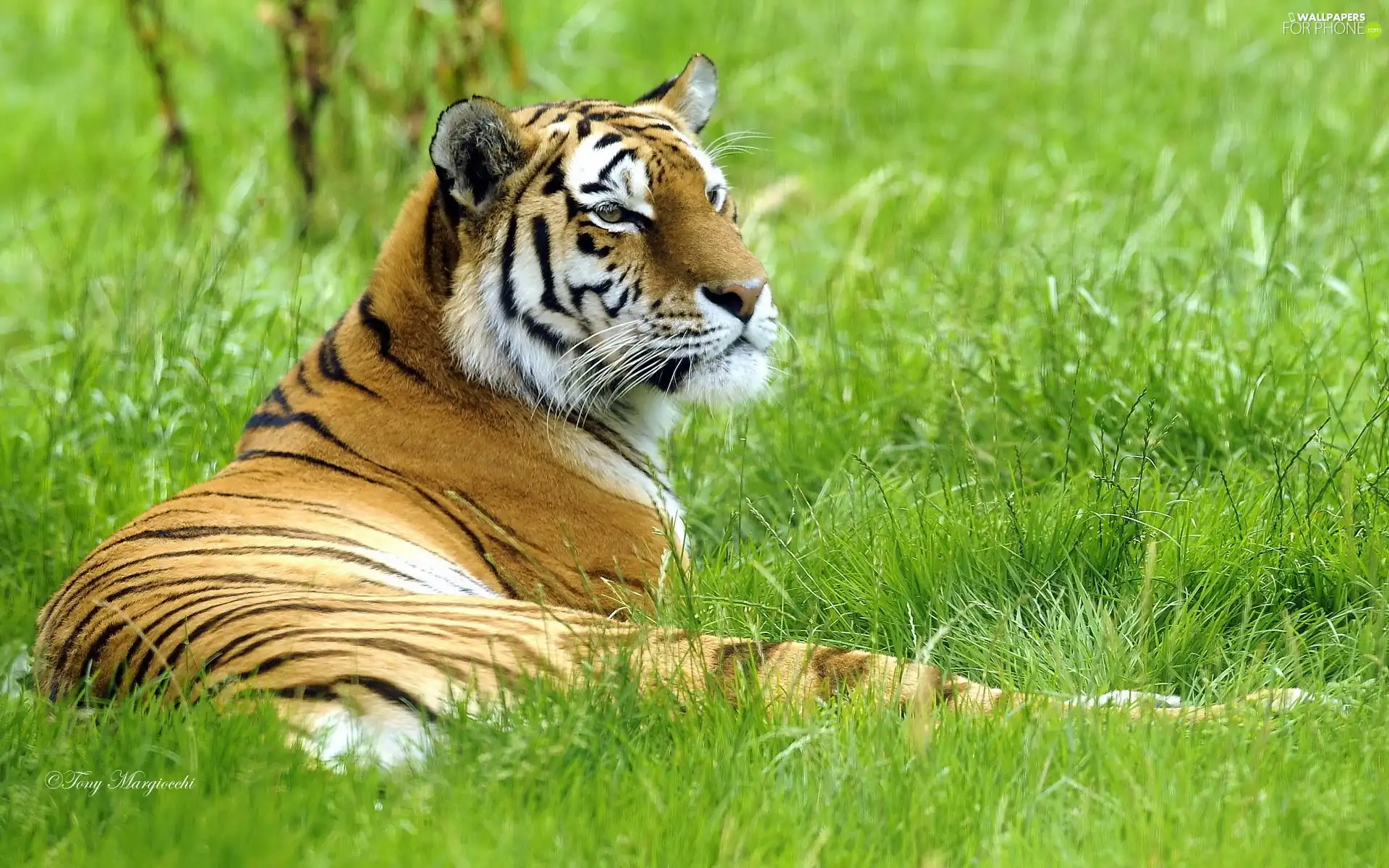vigilance, Meadow, tiger