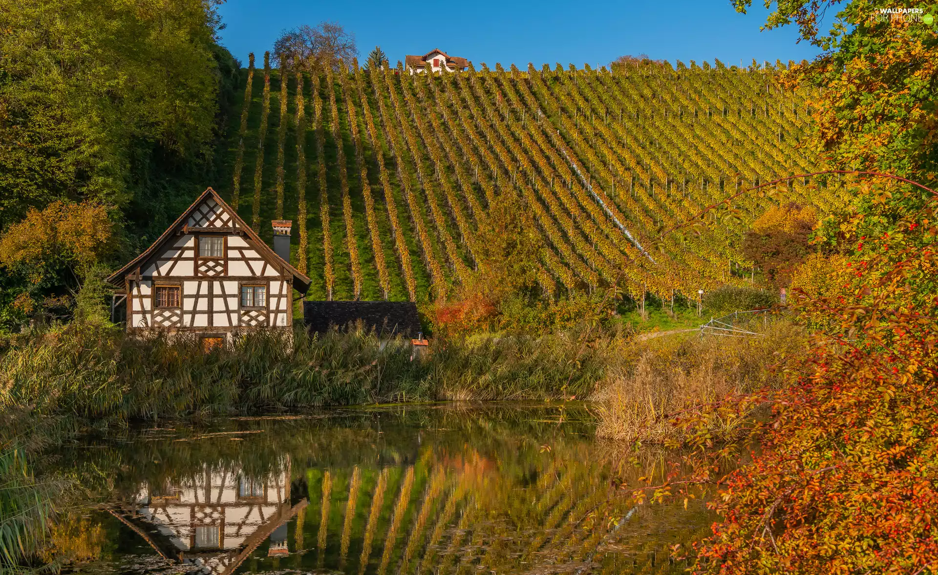 The Hills, autumn, Pond - car, scrub, house, vineyards